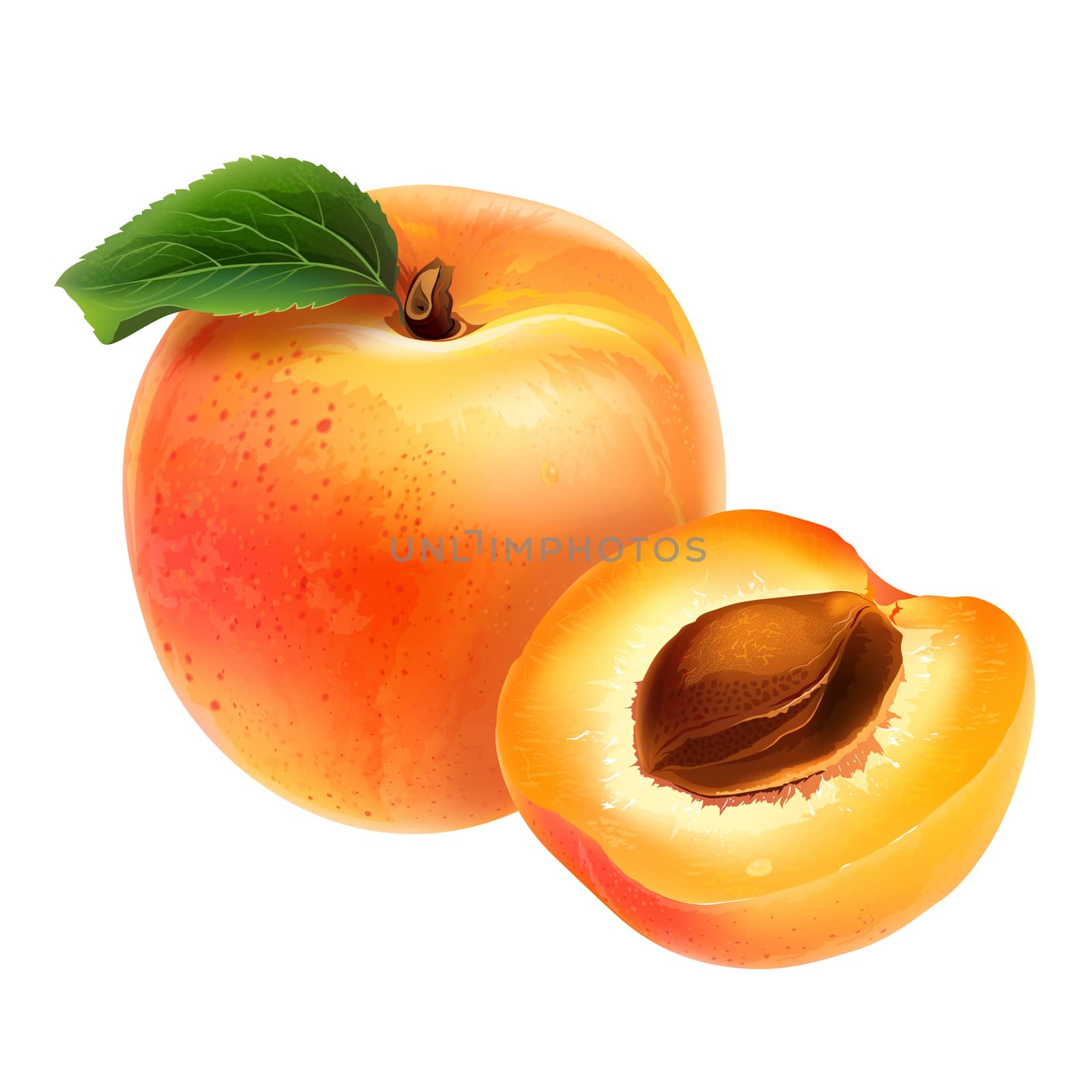 Apricot with leaves. Isolated illustration on white background.