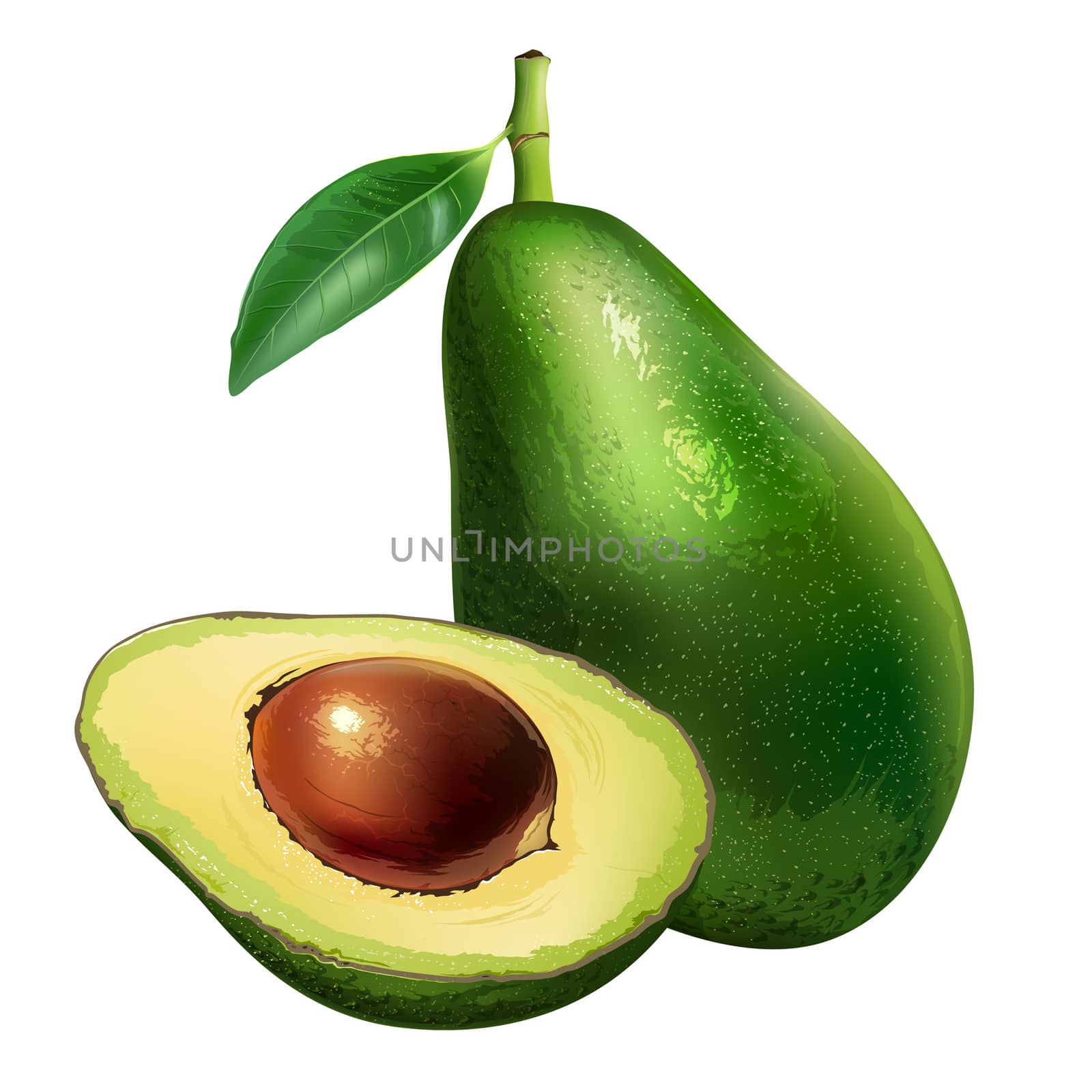 Avocado with leaves. Isolated illustration on white background.
