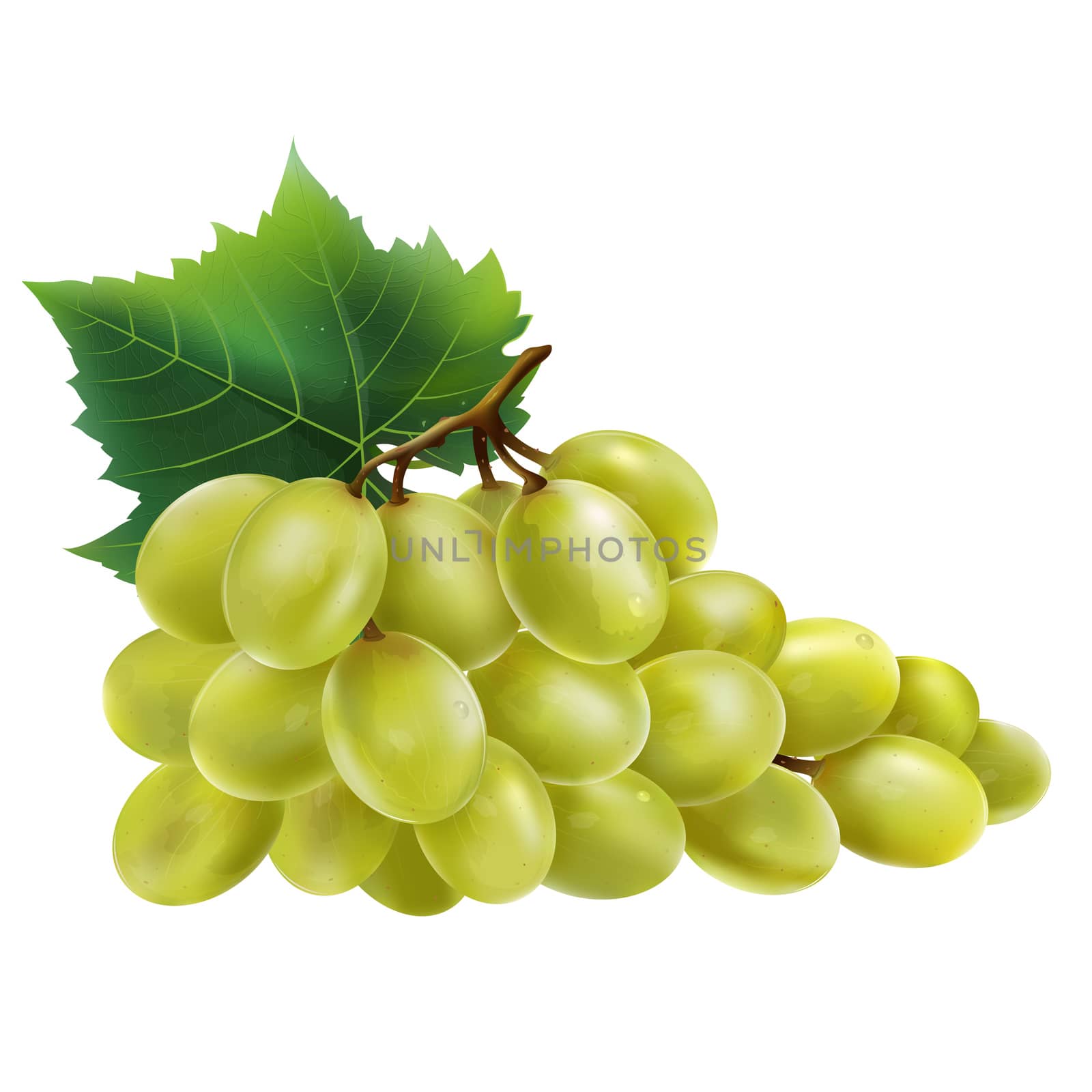 White grapes with leaves. Isolated illustration on white background.