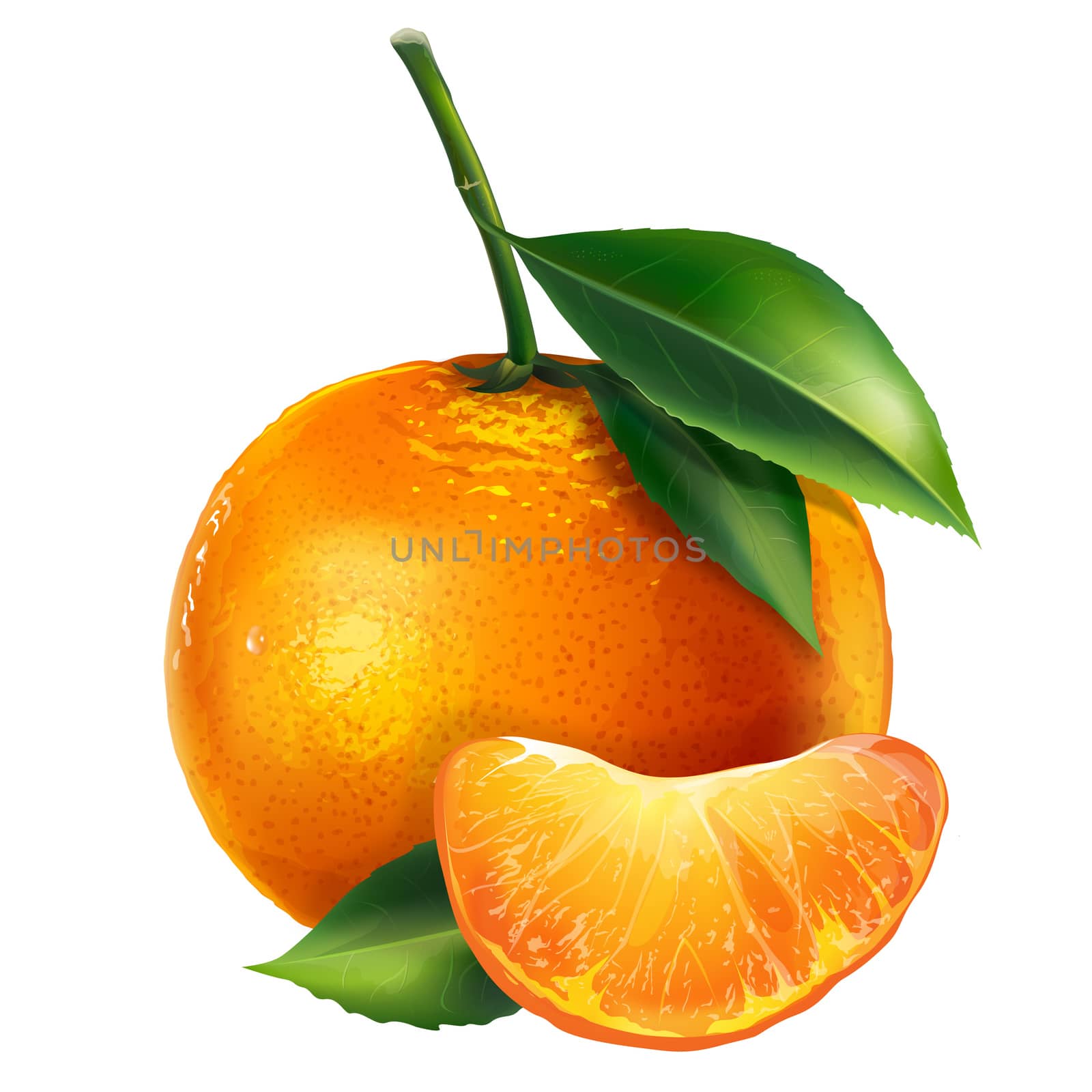 Mandarin with leaves. Isolated illustration on white background.