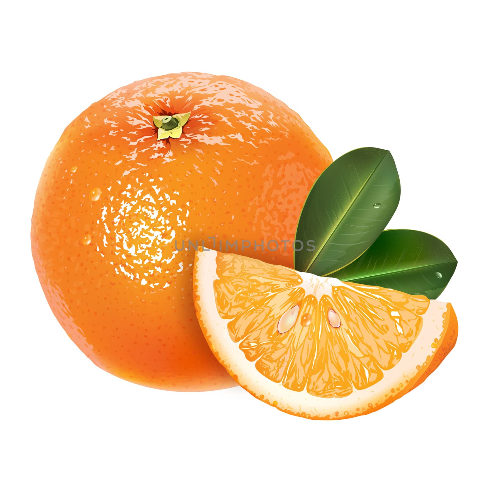 Orange with leaves. Isolated illustration on white background.
