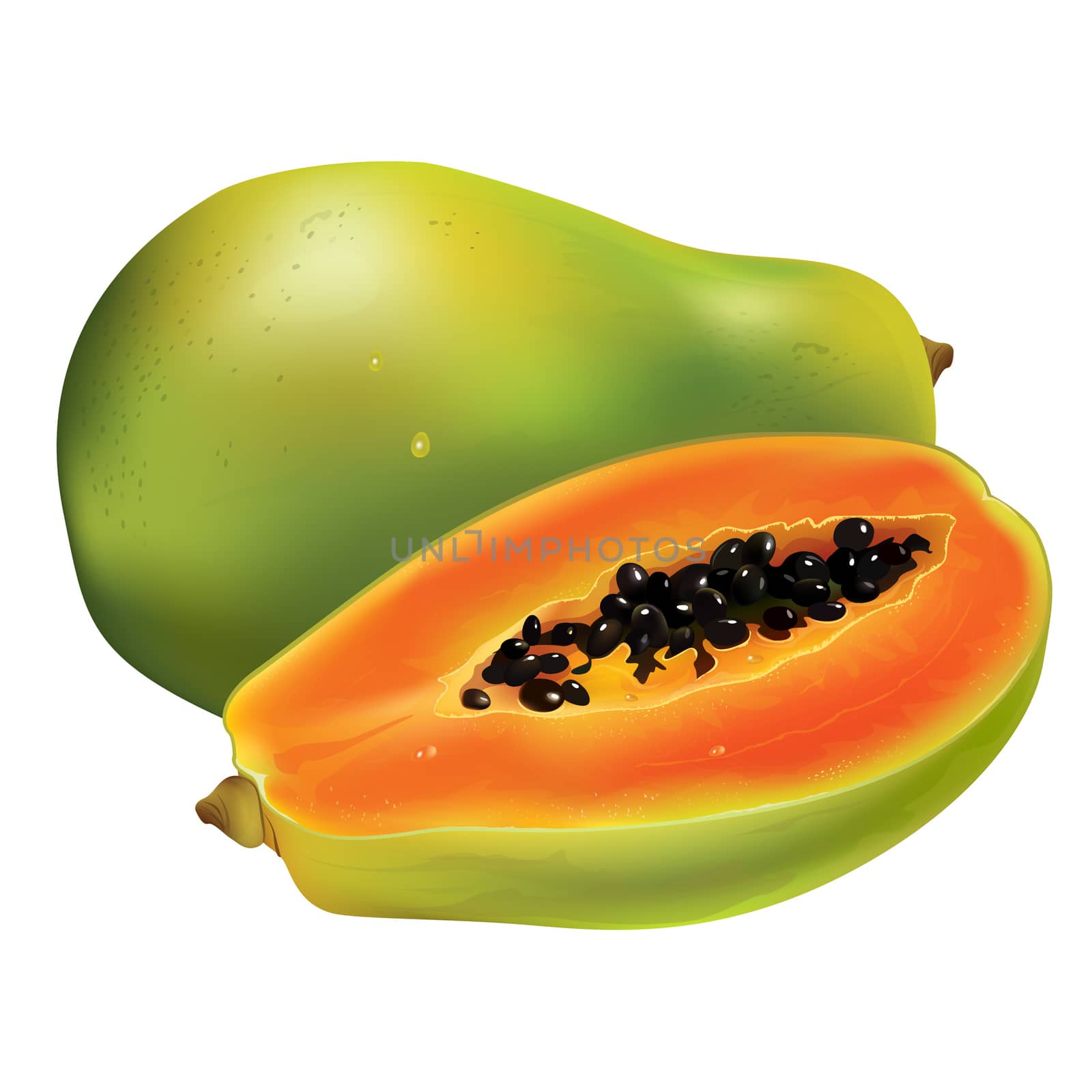 Papaya or pawpaw. Isolated illustration on white background.