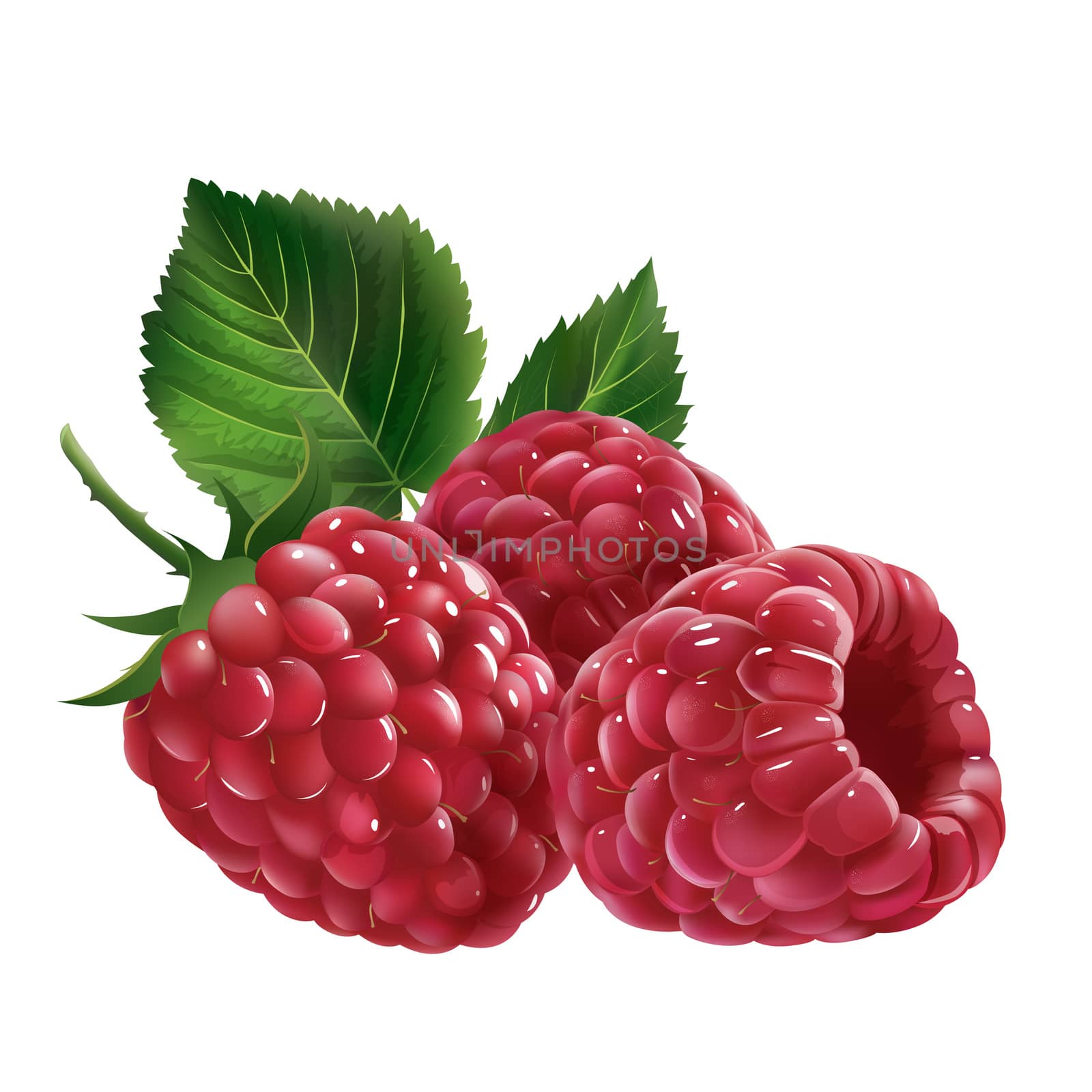 Raspberries on white background by ConceptCafe