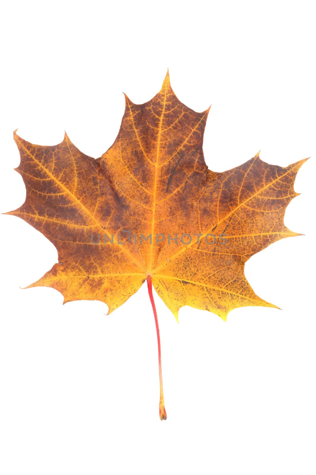 One orange autumn dry maple leaf isolated on white background