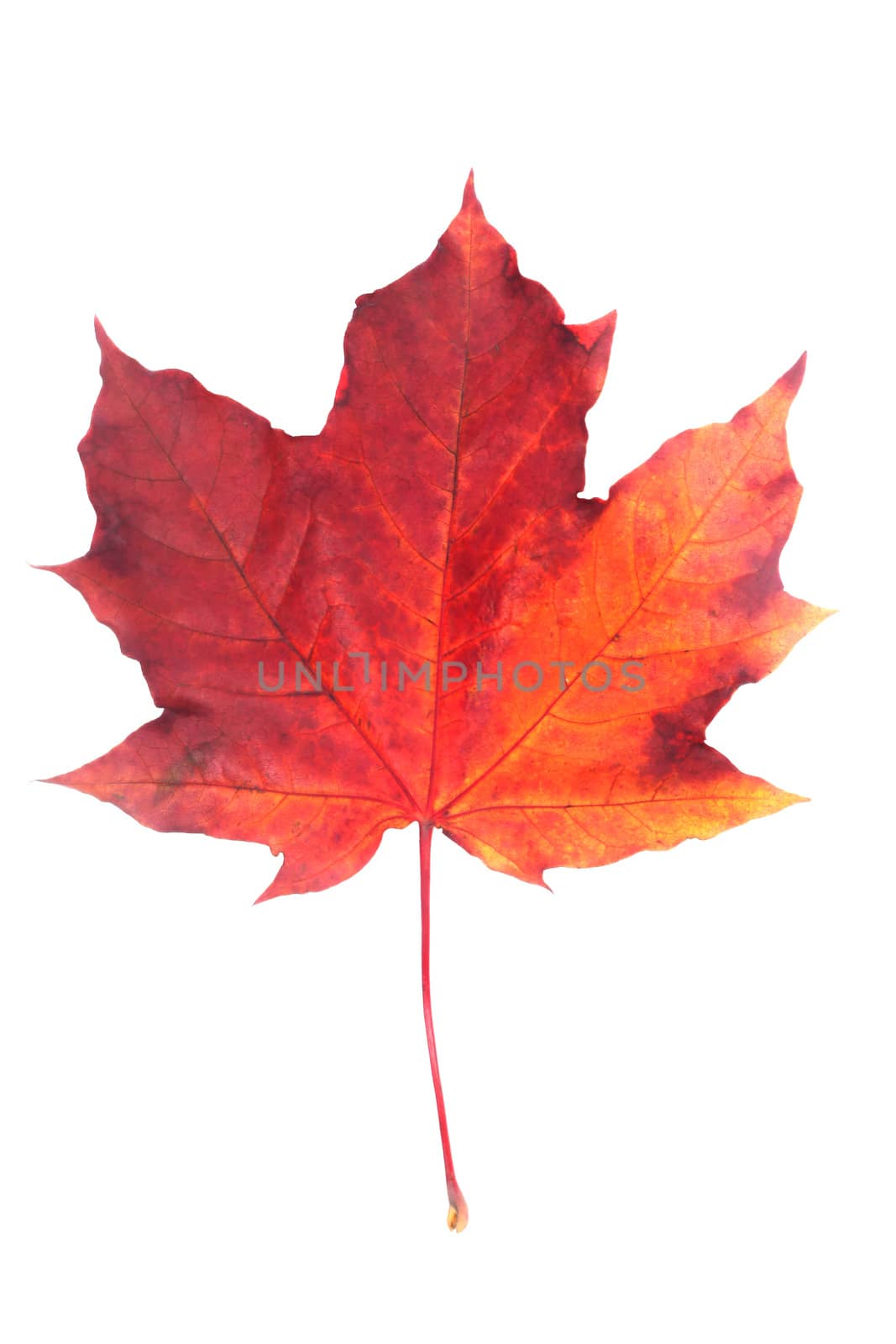Red maple leaf by destillat