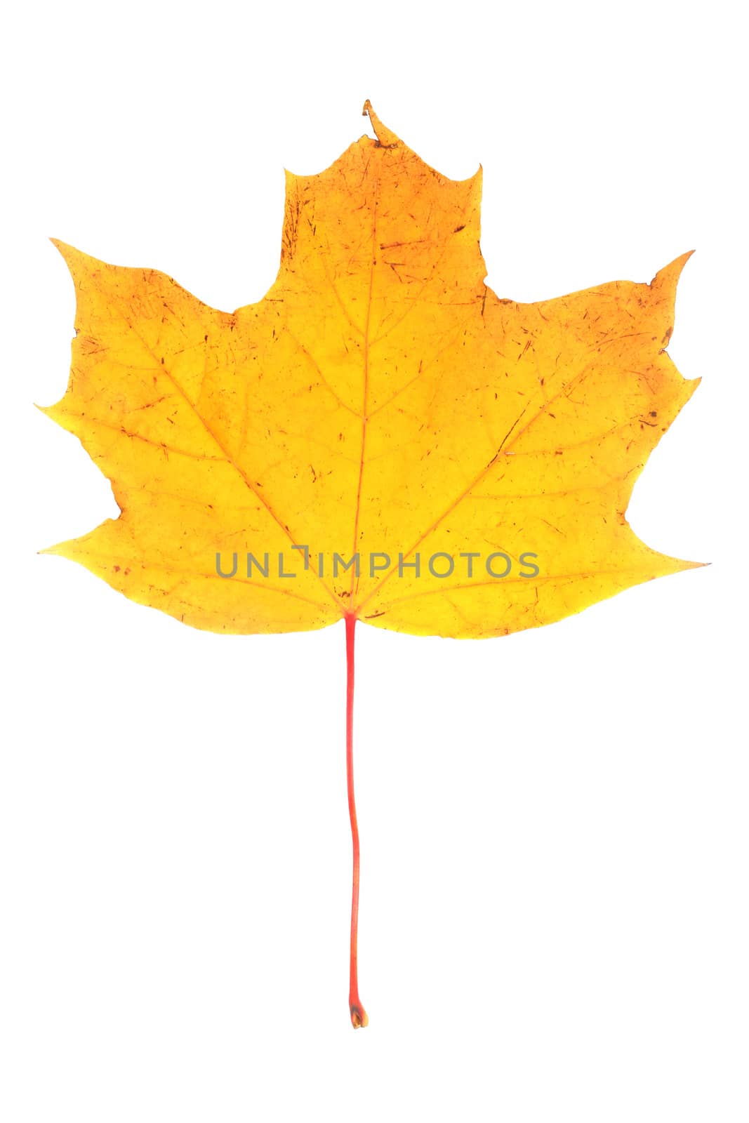 One yellow autumn dry maple leaf isolated on white background