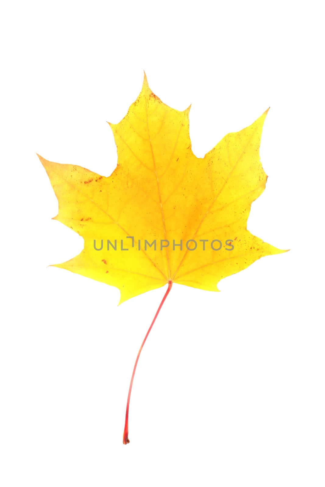 Yellow maple leaf by destillat