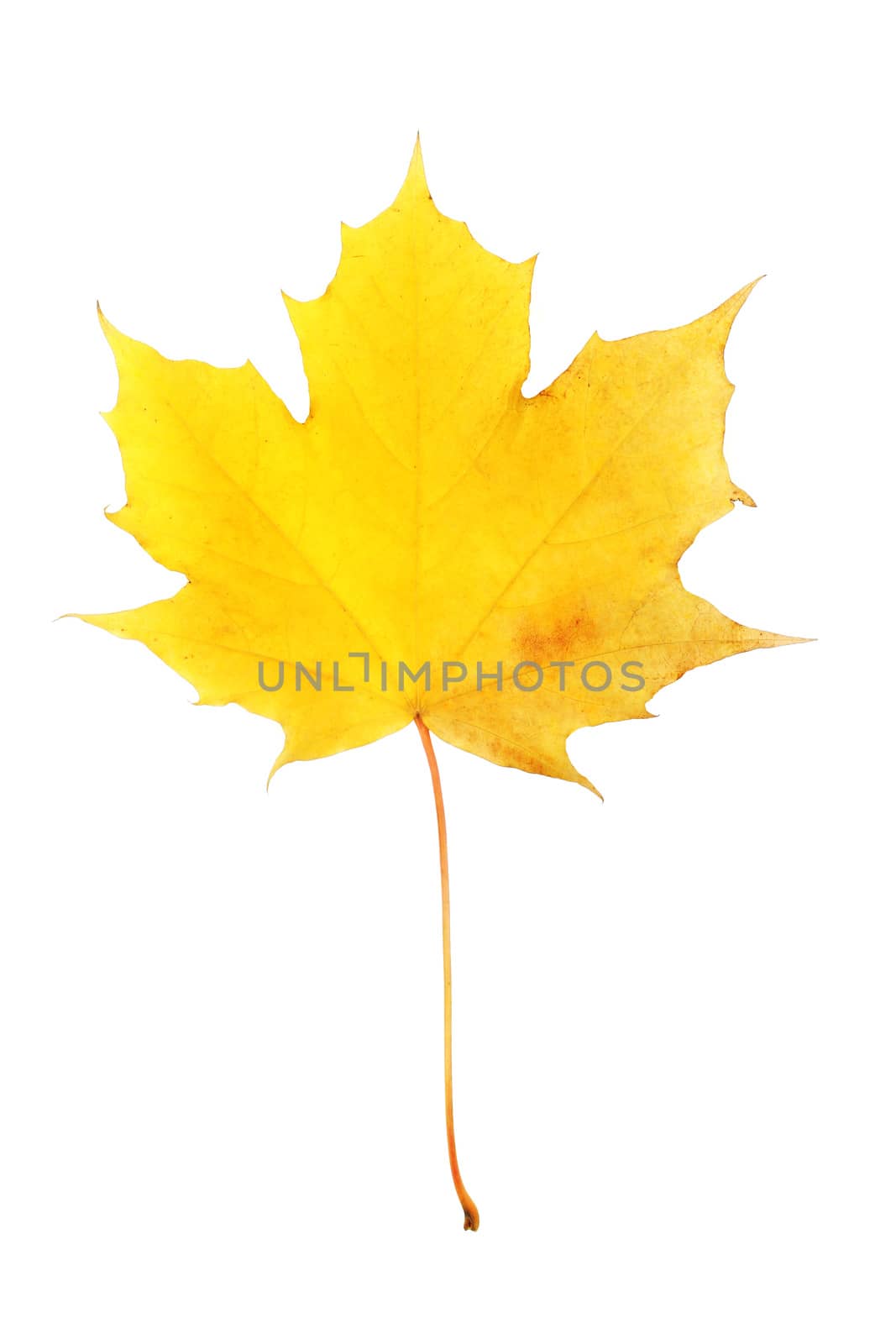 One yellow autumn dry maple leaf isolated on white background