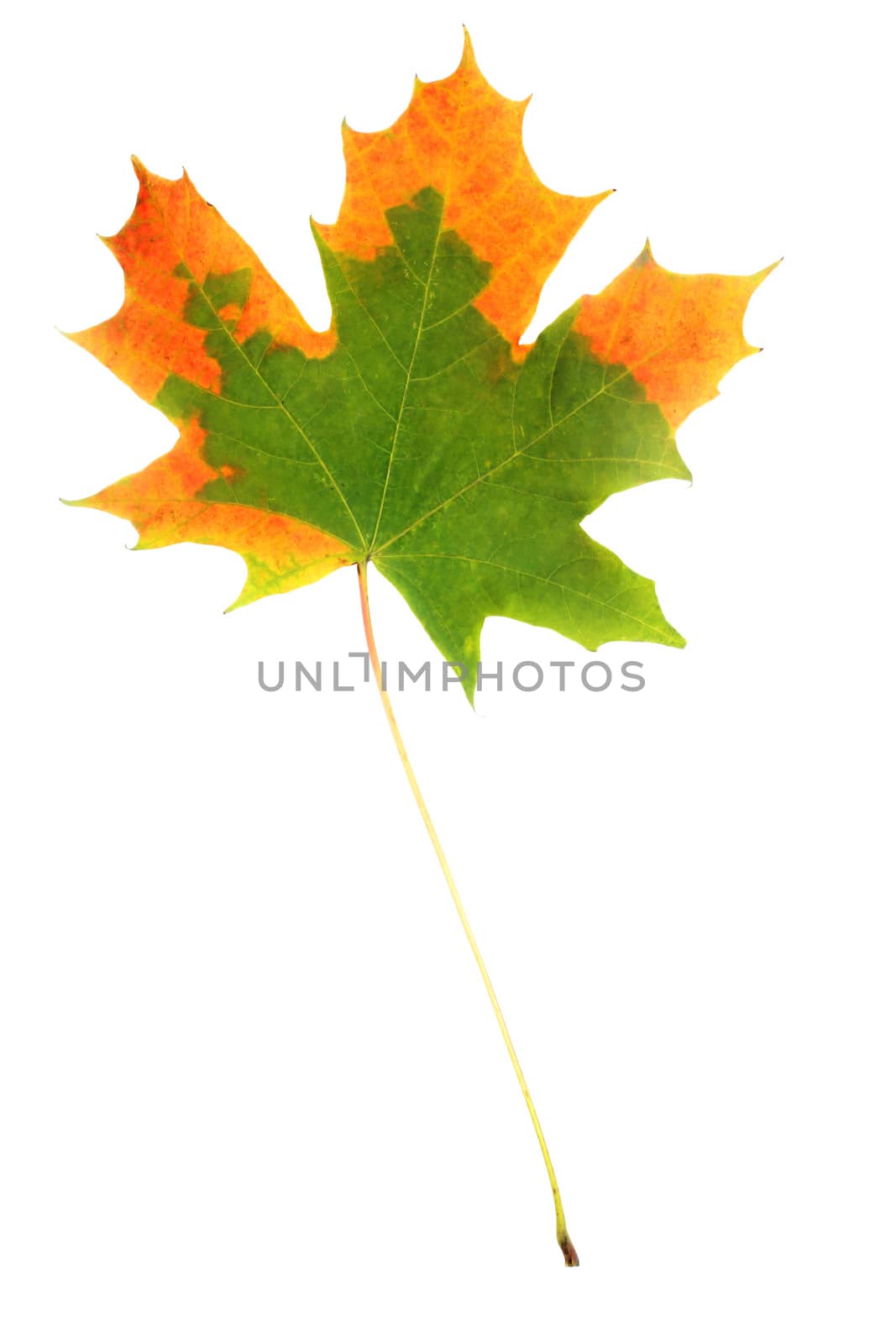 One green autumn dry maple leaf isolated on white background