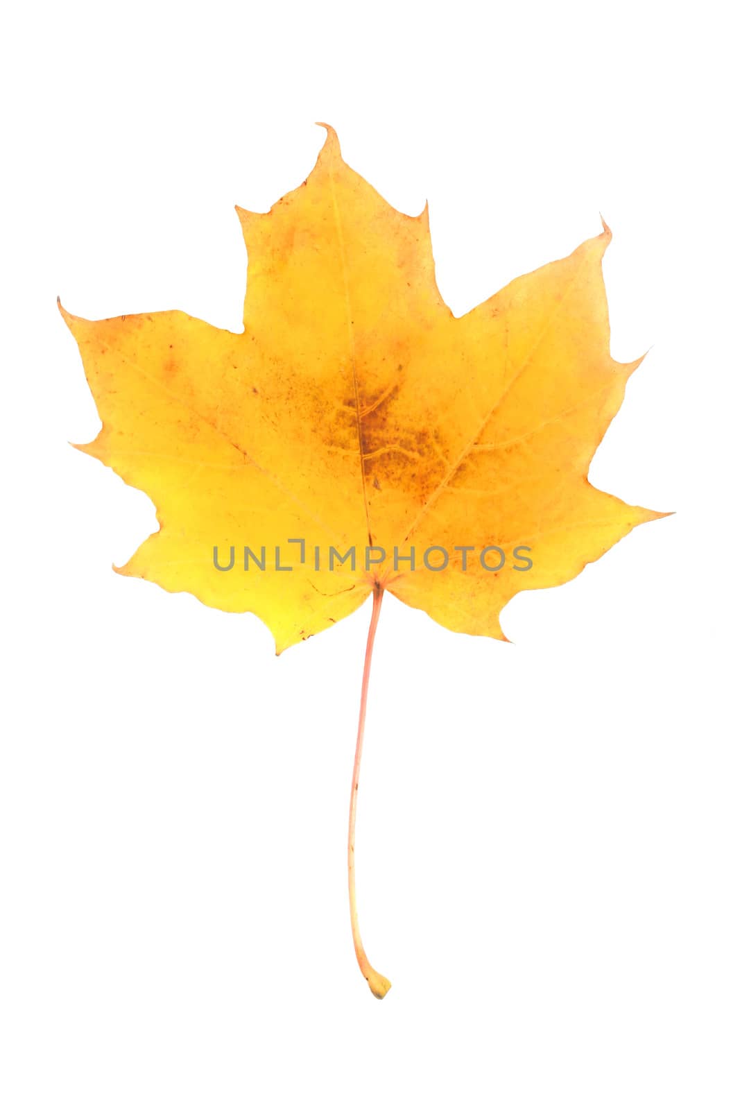 One yellow autumn dry maple leaf isolated on white background