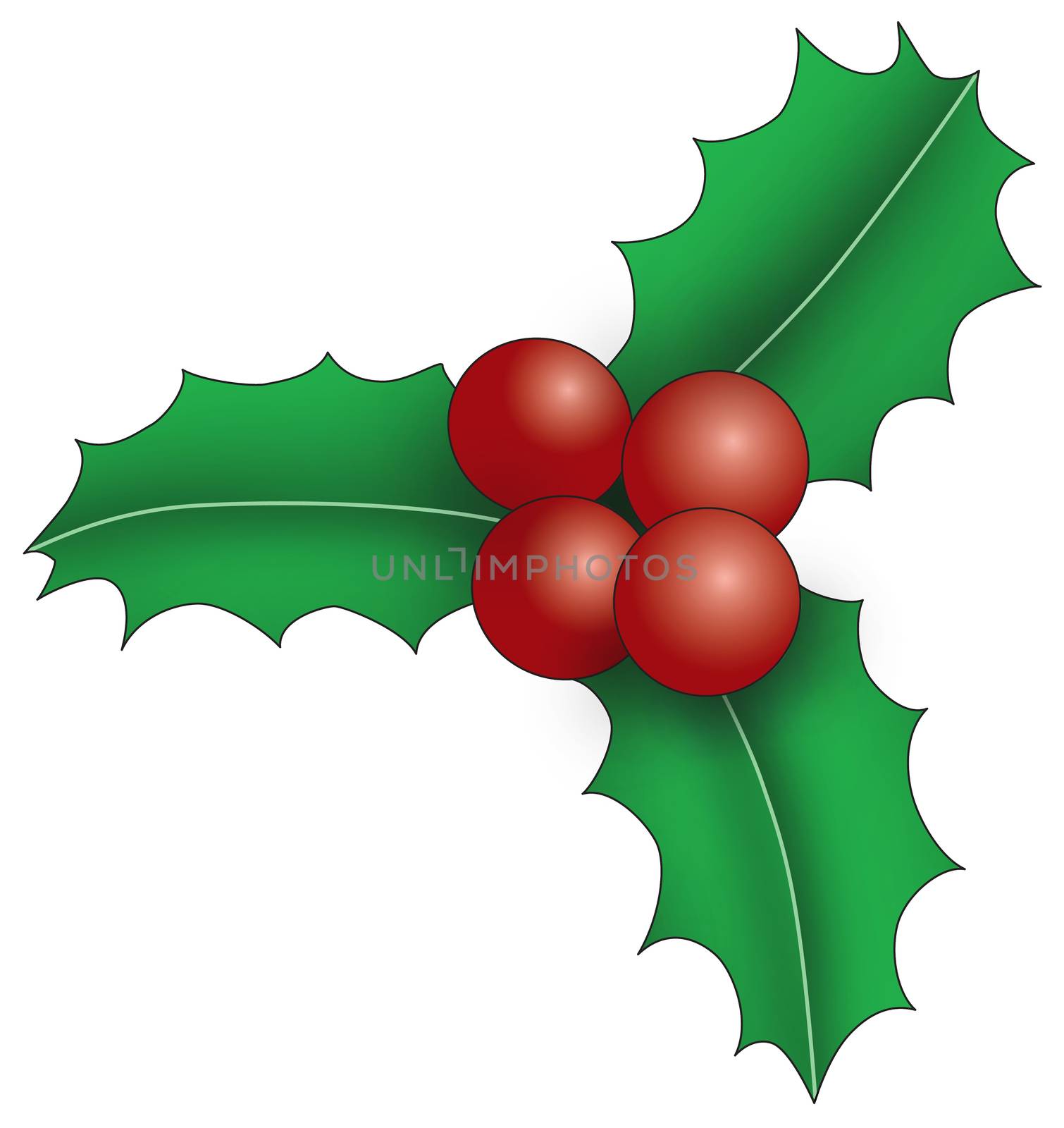 Illustration of three holly leaves with berries