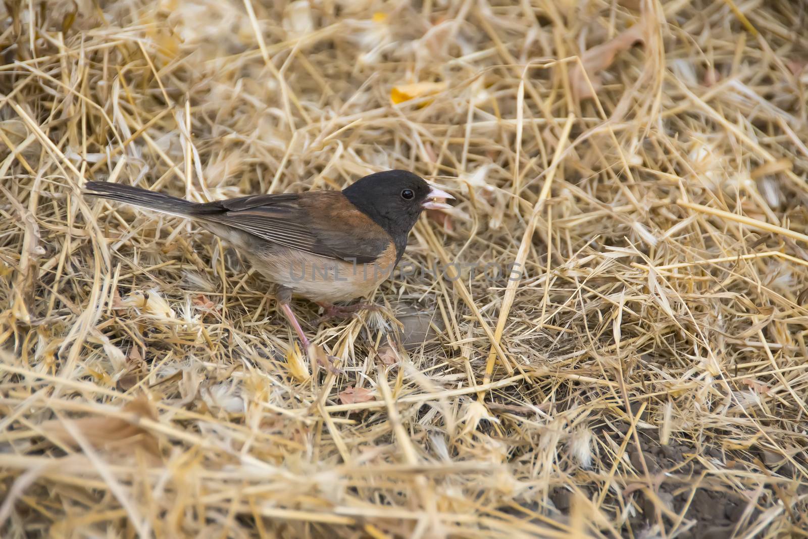 Dark-eyed Junco Male by whitechild