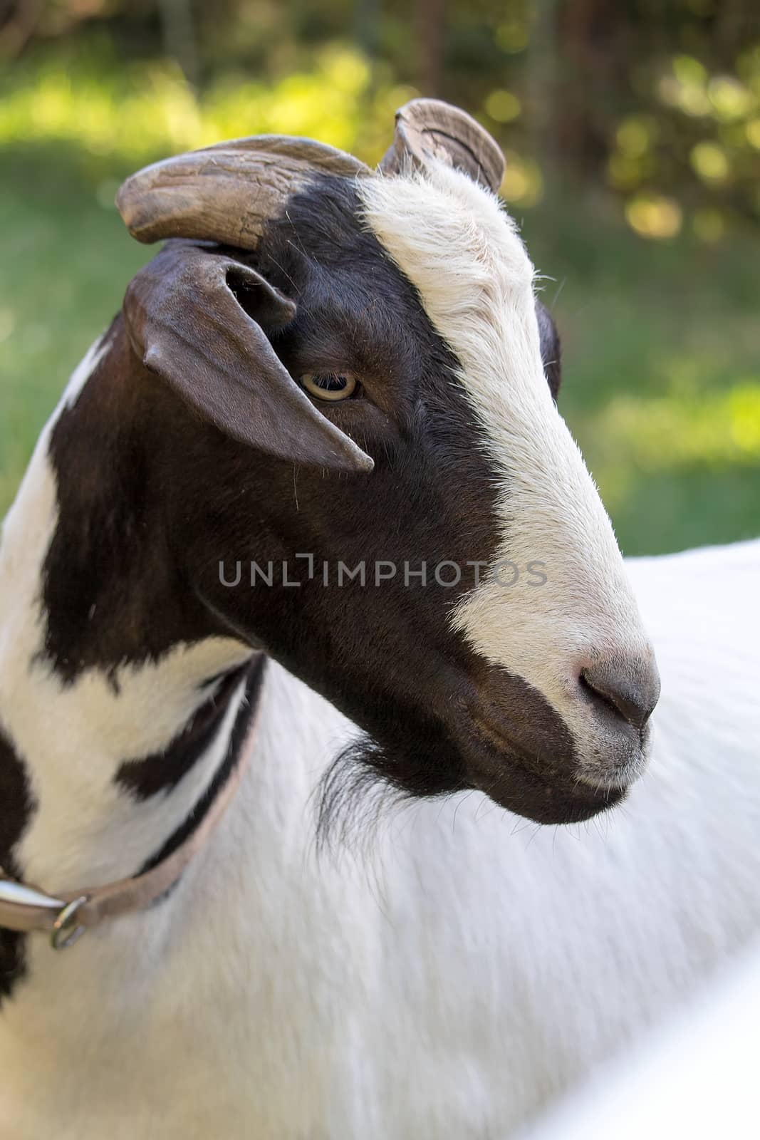 Black and white goat at a farm backyard outdoor closeup portrait