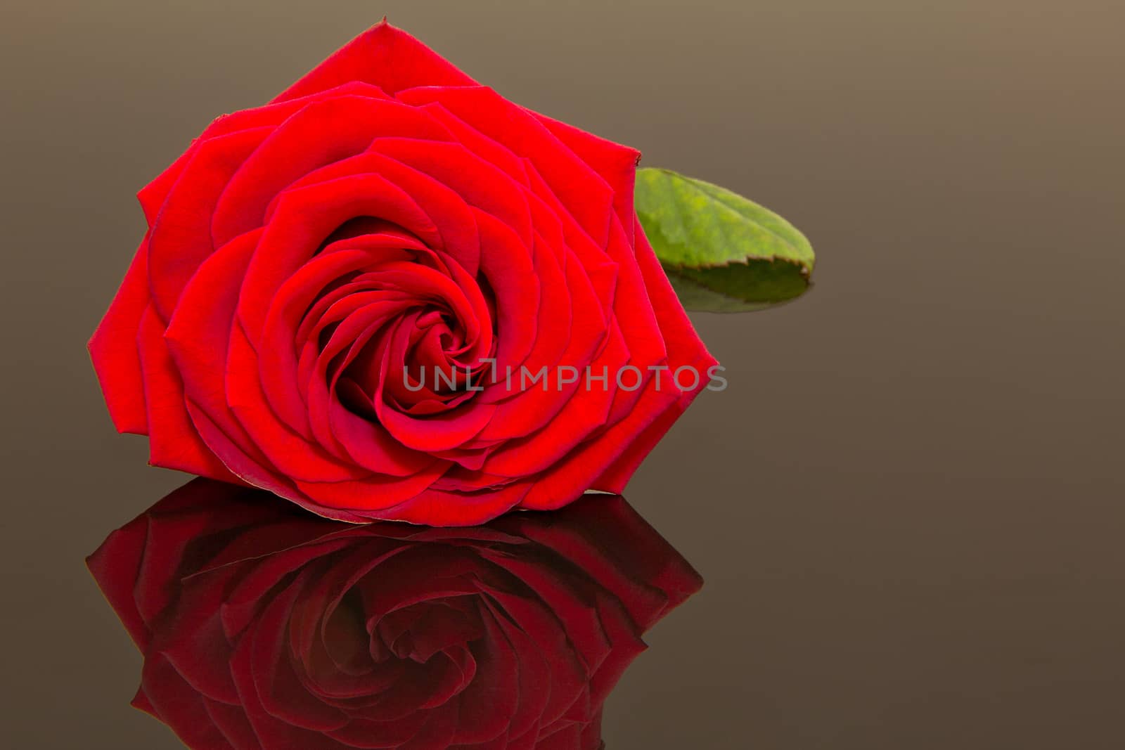beautiful  single red rose isolated on dark  background