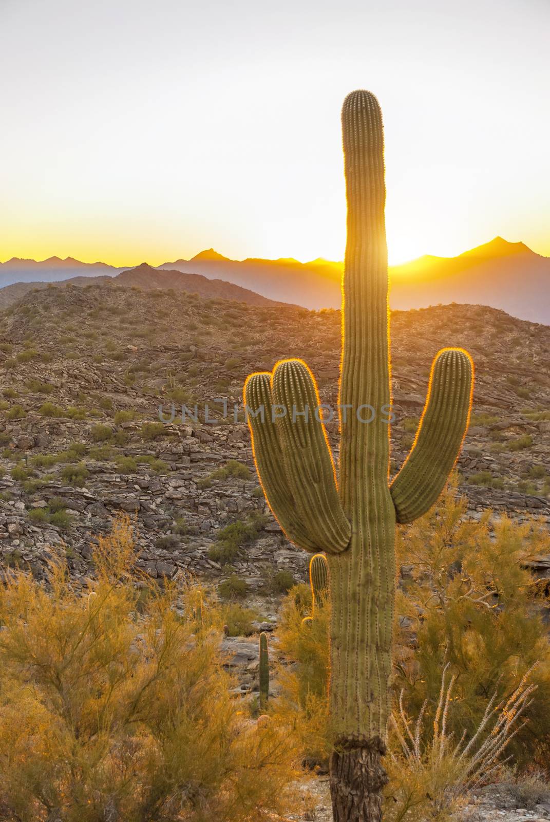 Saguaro in Sunset by whitechild