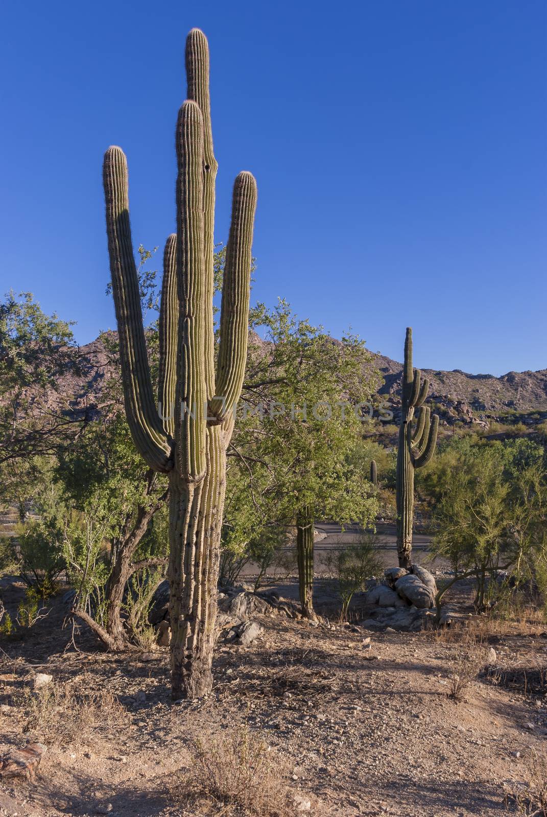 Saguaro cactus, very common giant cactus in Arizona, USA.