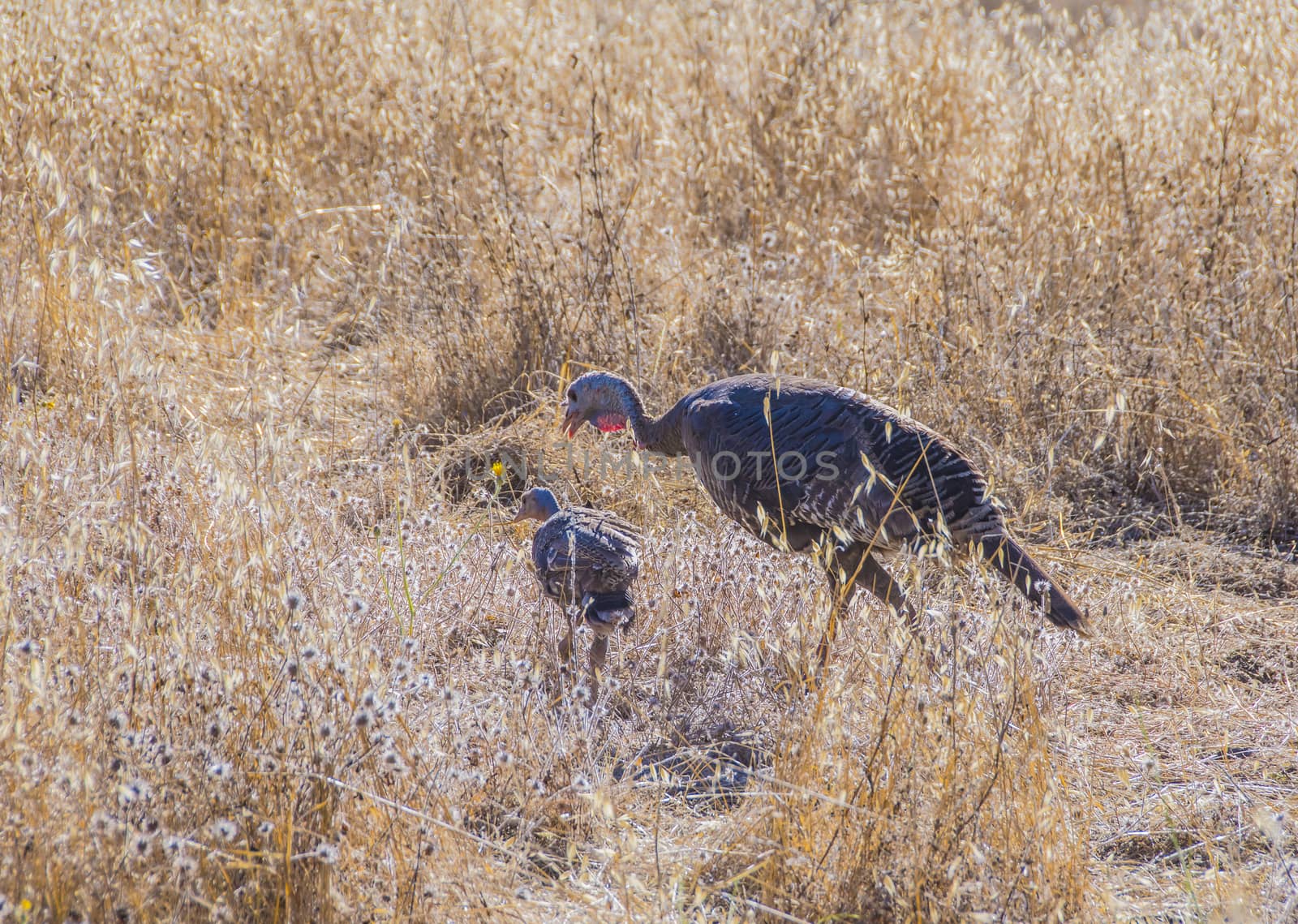 Wild Turkey hen with one chick in the dry grass field looking for food.