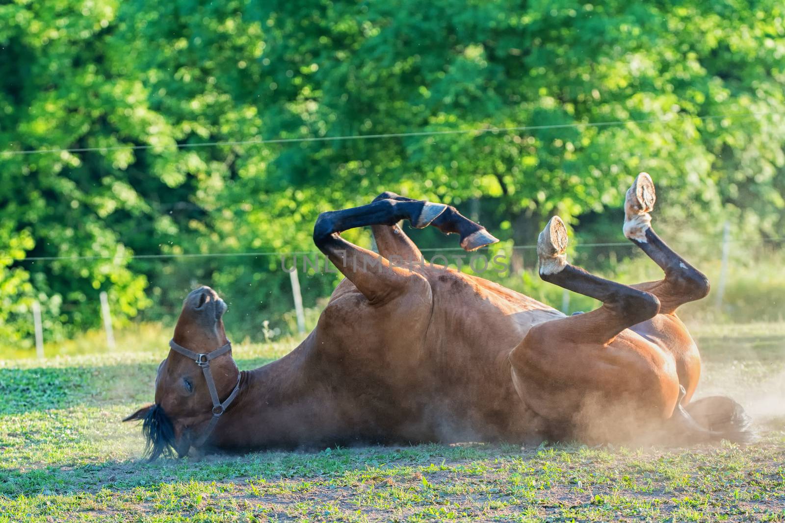 Horse lying on the grass outdoor at the summer time