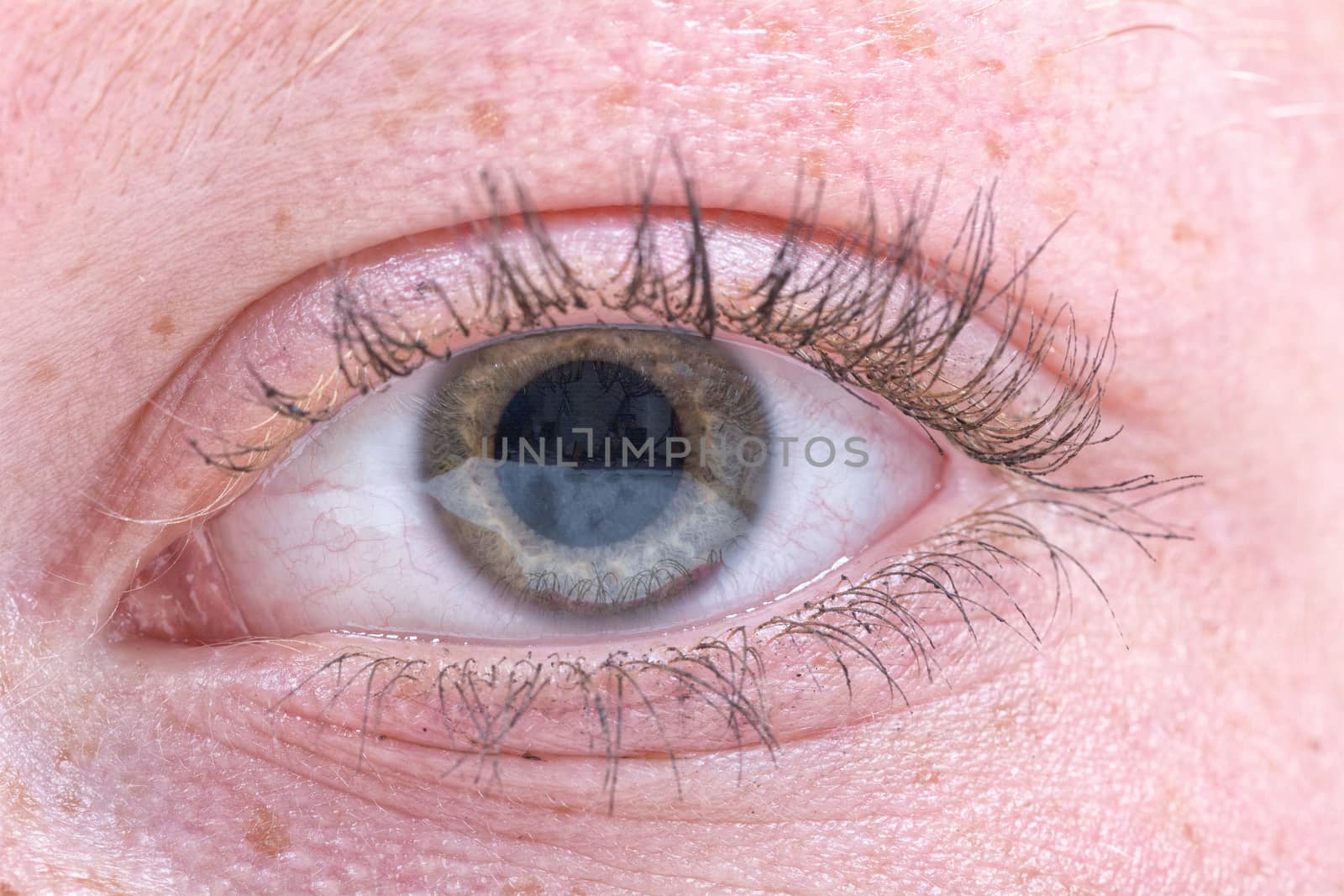 Close up photo of human wife eye