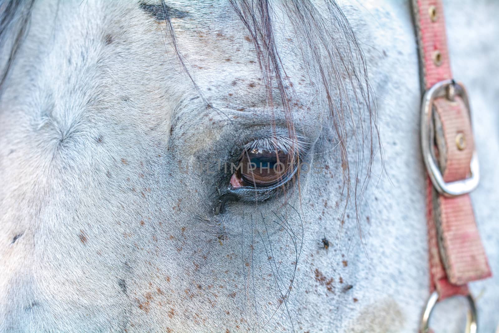 Close up eye of the white horse