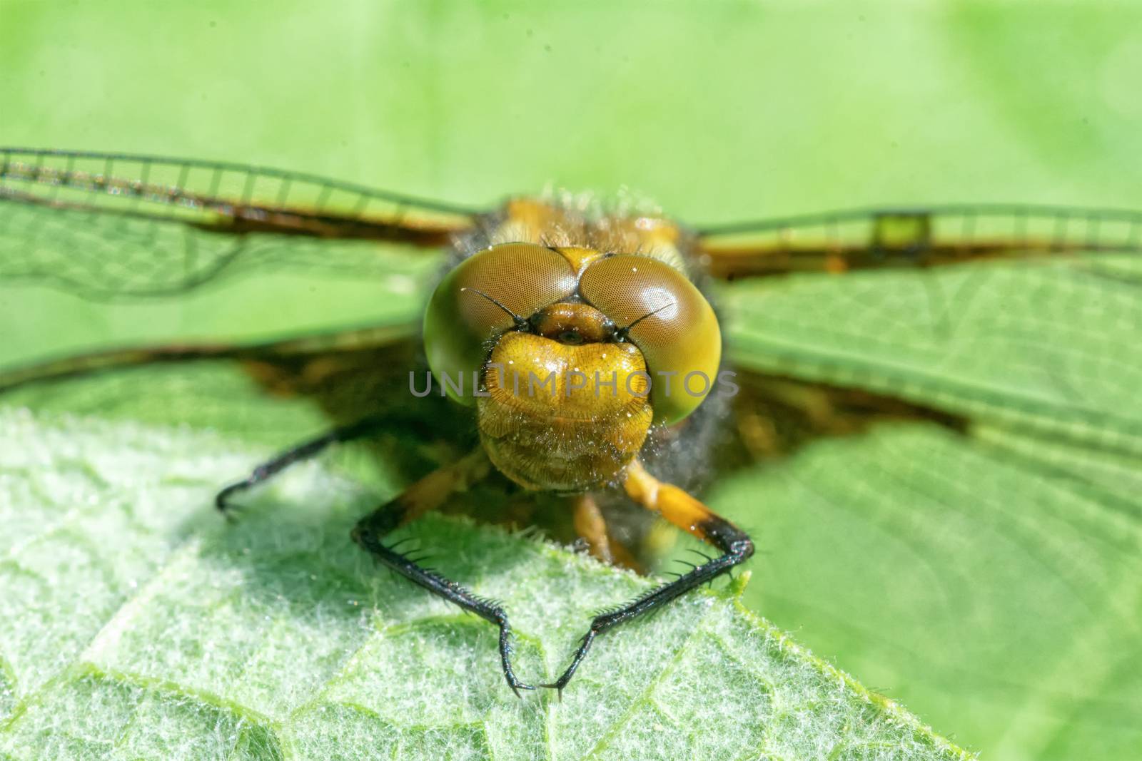 Detail of head of a dragonfly with a green blurred background