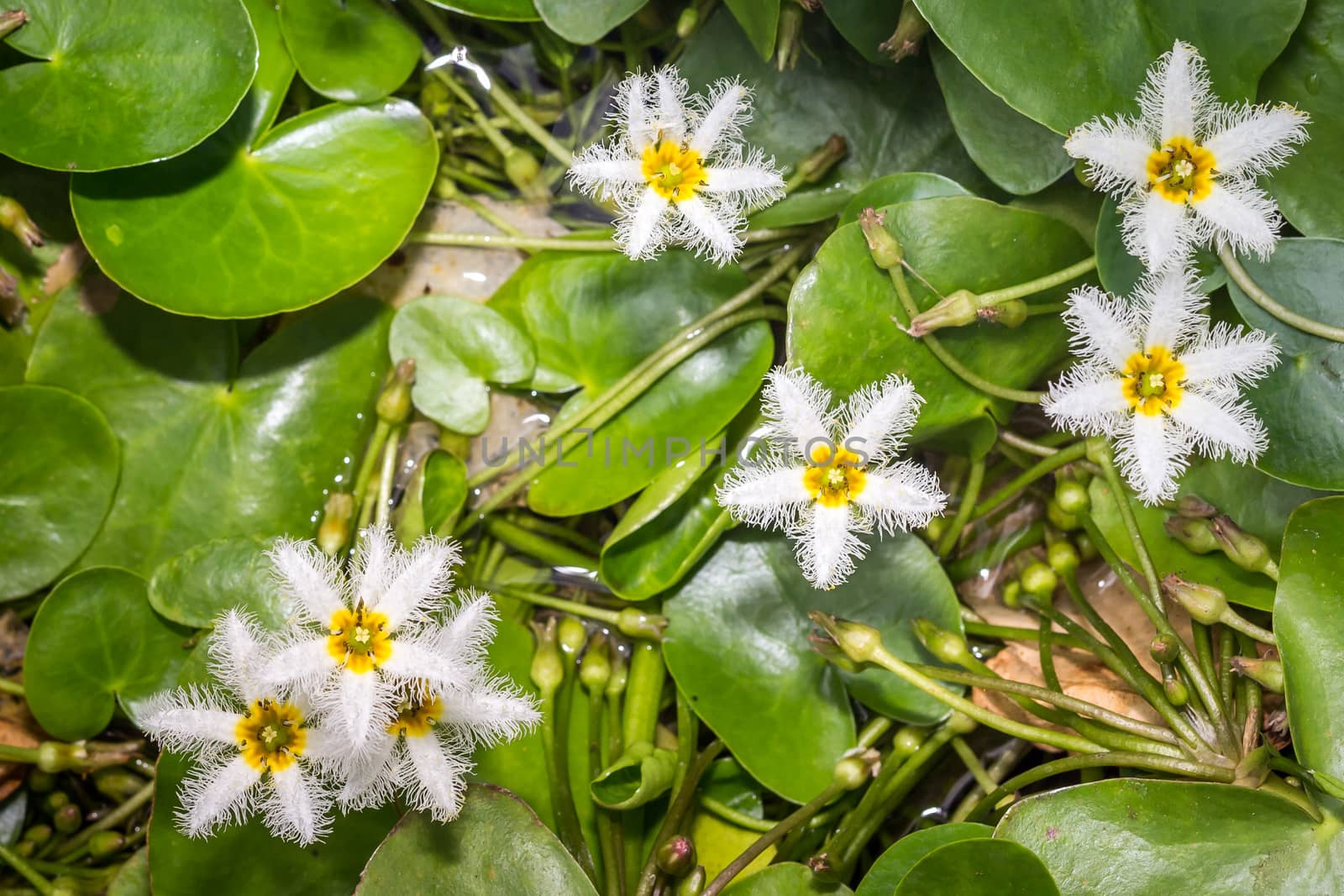 Water Snowflake or Nymphoides indica tiny water lily