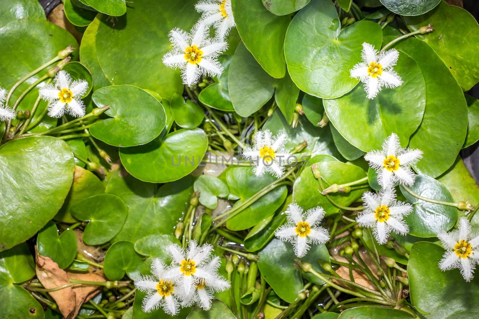 Water Snowflake or Nymphoides indica by 9Chai