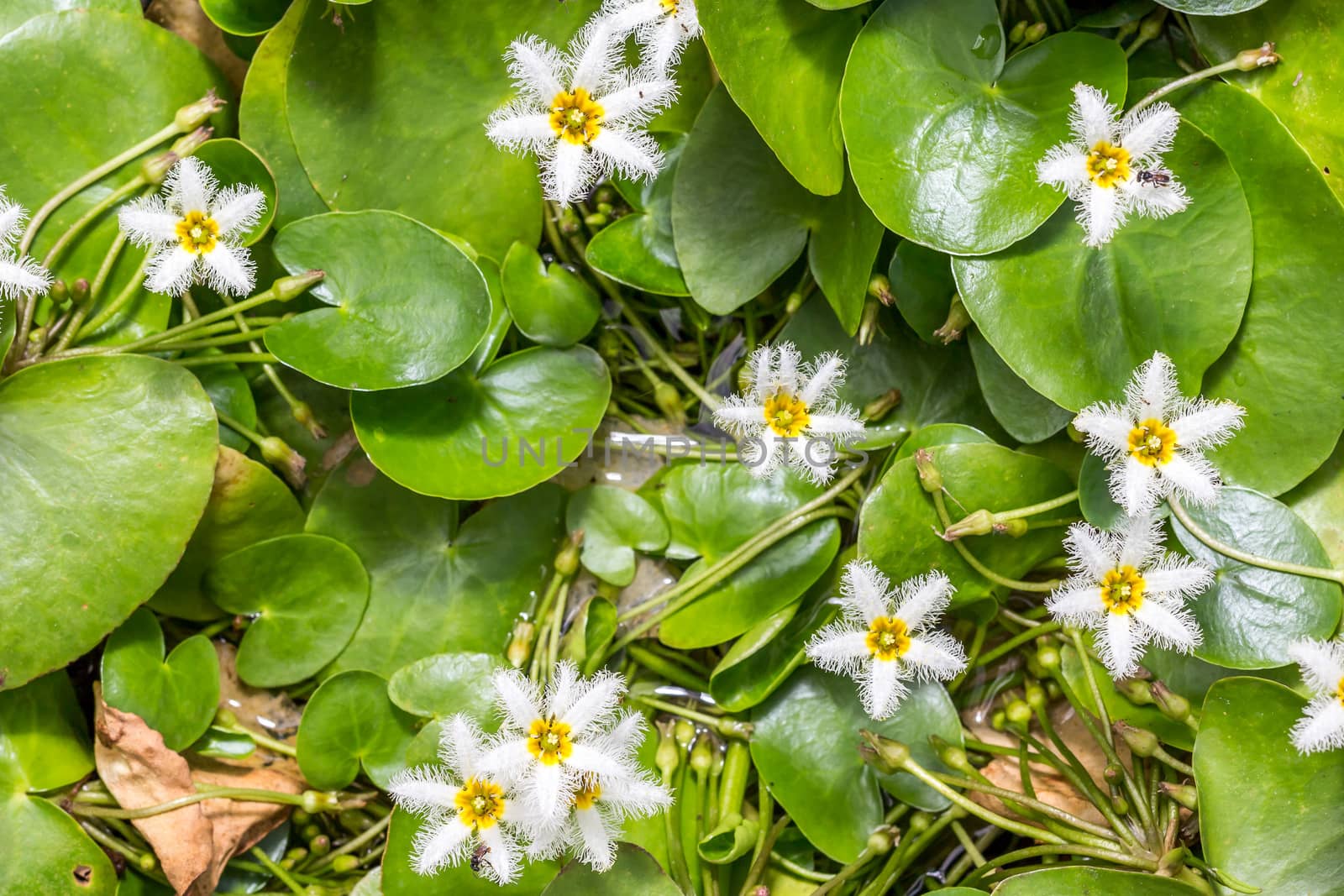 Water Snowflake or Nymphoides indica tiny water lily