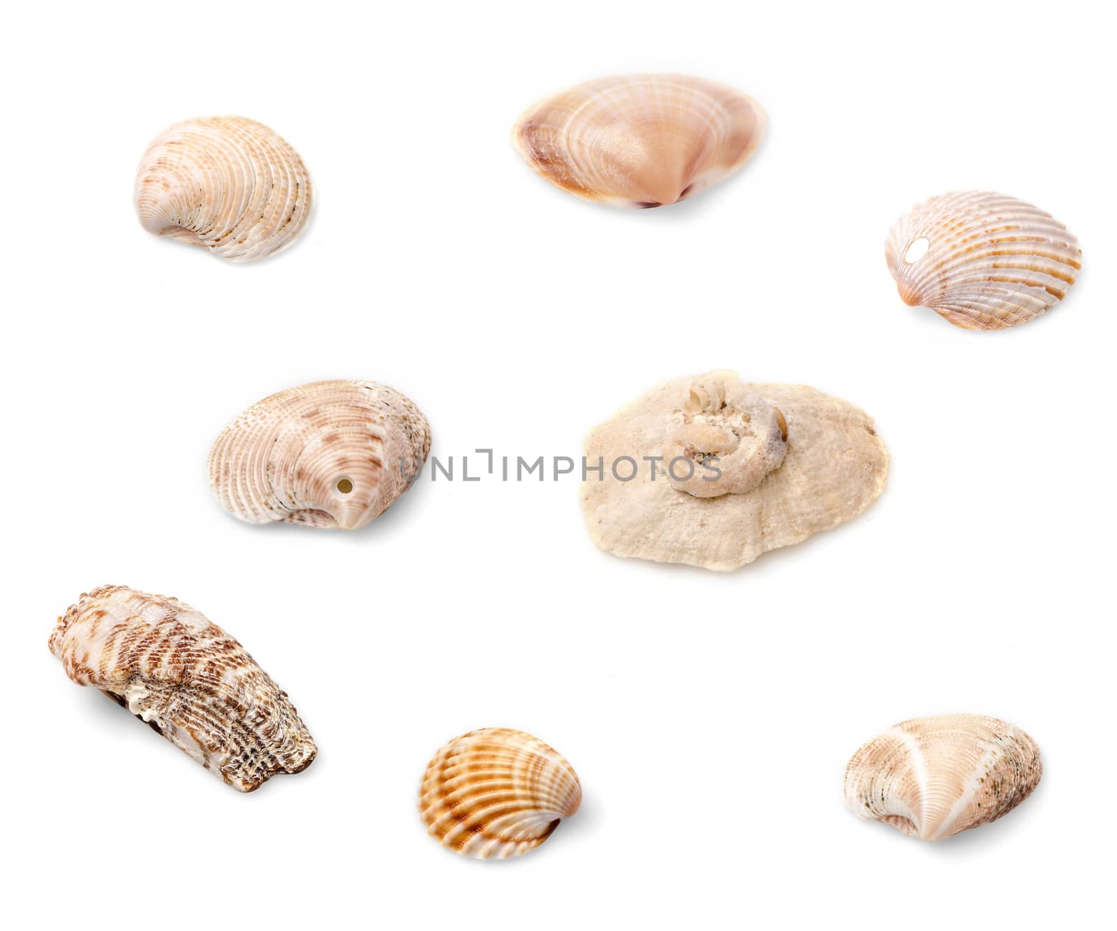 Set of eight seashells isolated on white background.