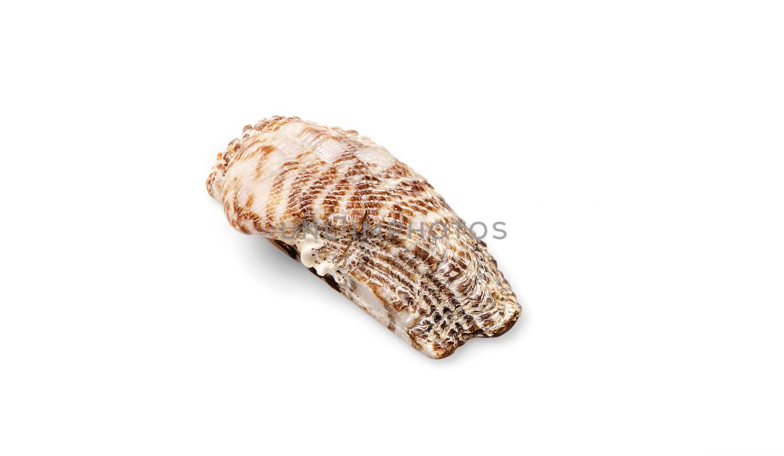 Half of a seashell isolated on white background.