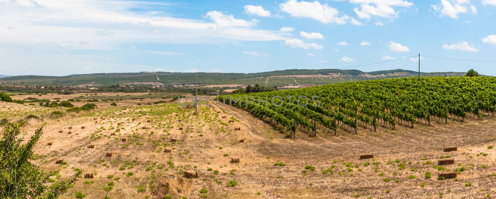 Vineyard in a sunny day of summer in sardinia