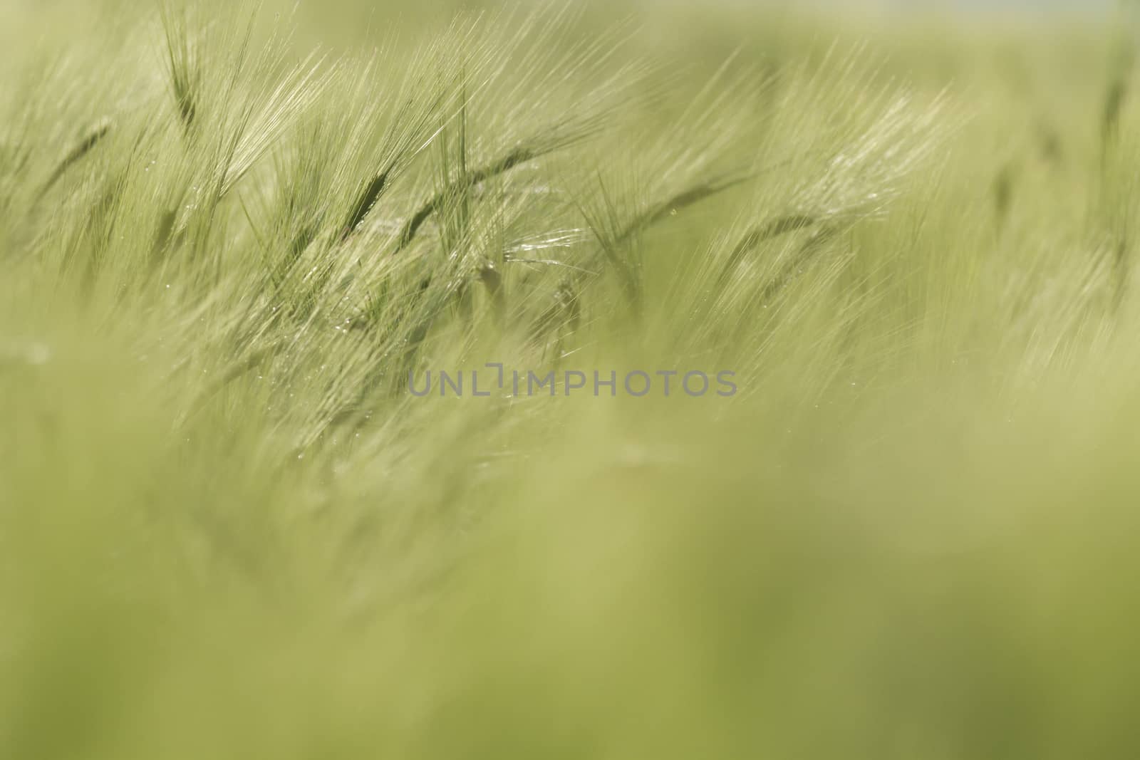 agricultural field, nature and agriculture farming series