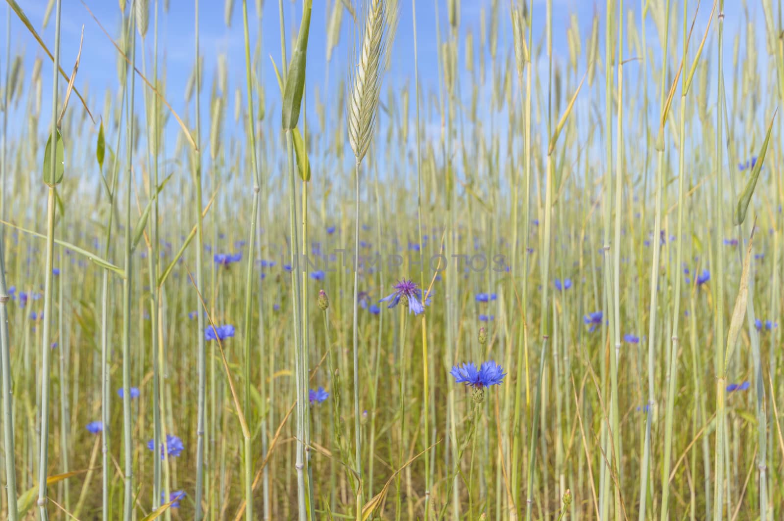 natural green colorful rural meadow, nature series