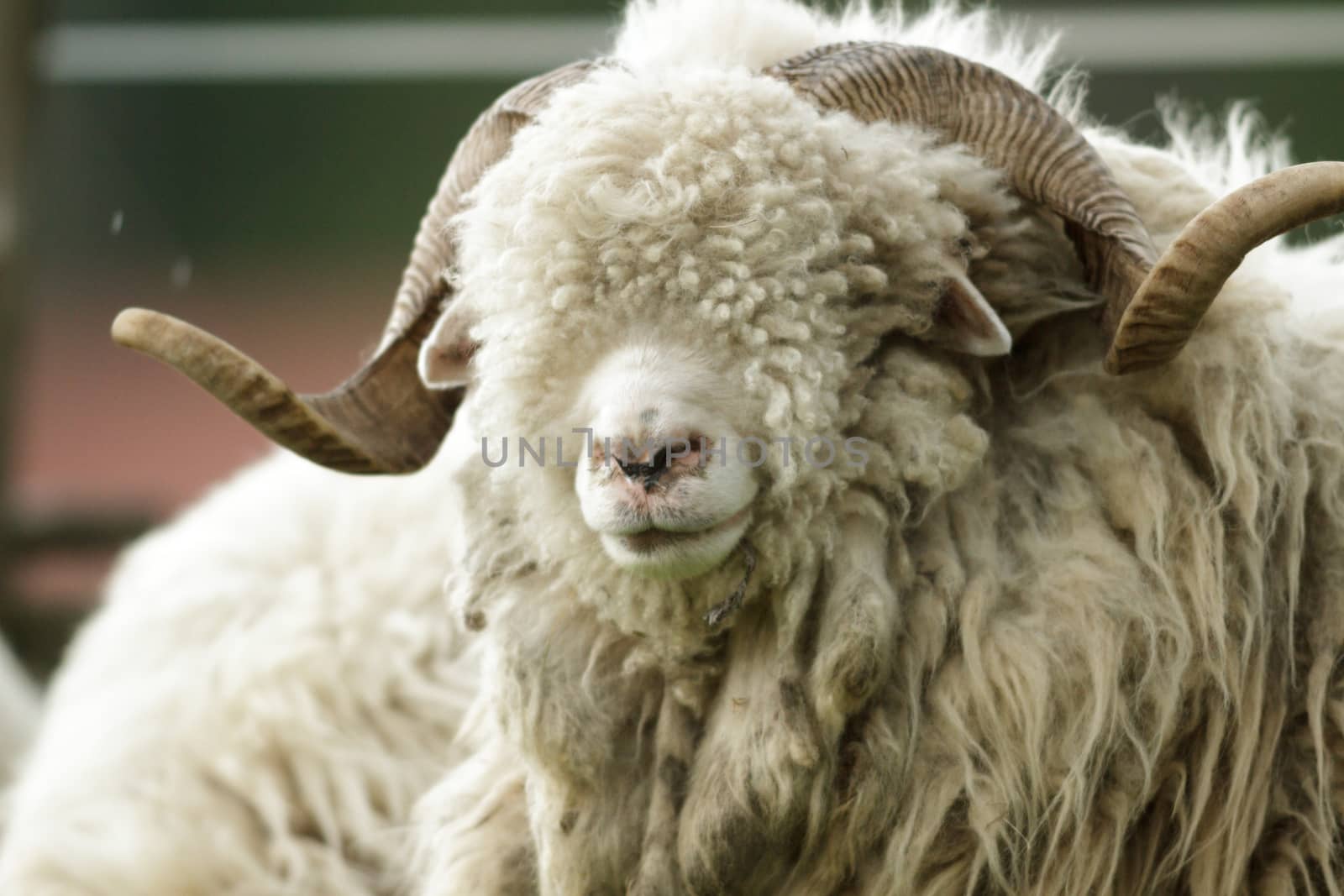 sheep on grass with blue sky, some looking at the camera