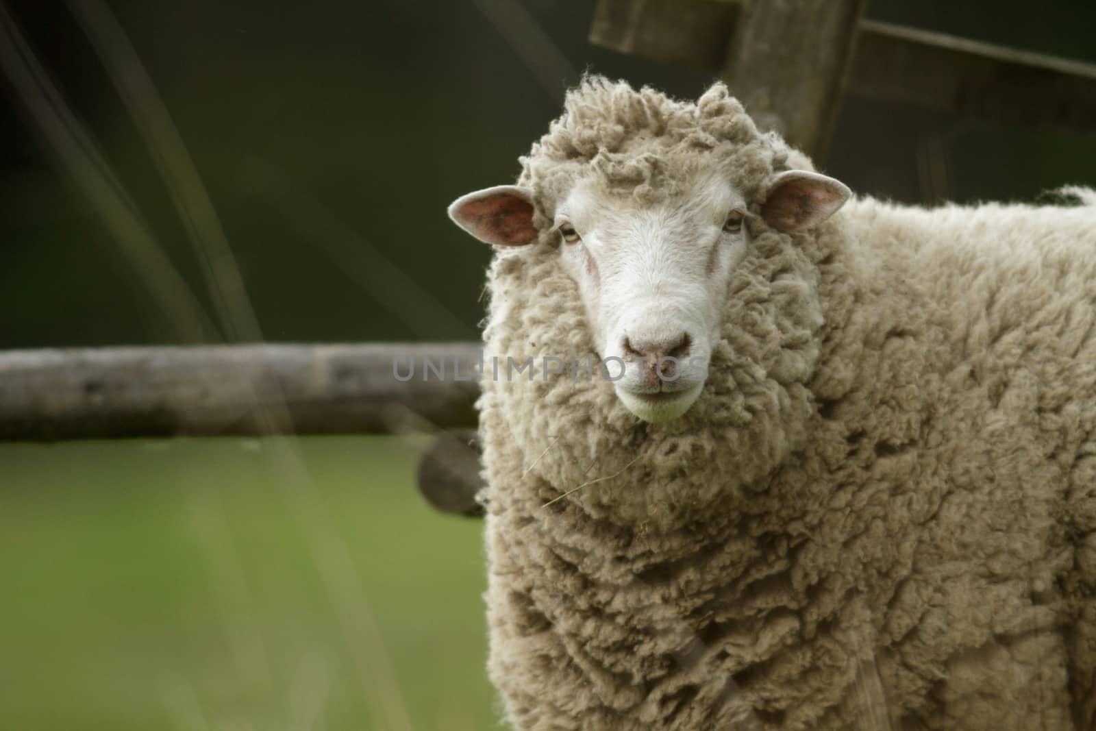 sheep on grass with blue sky, some looking at the camera