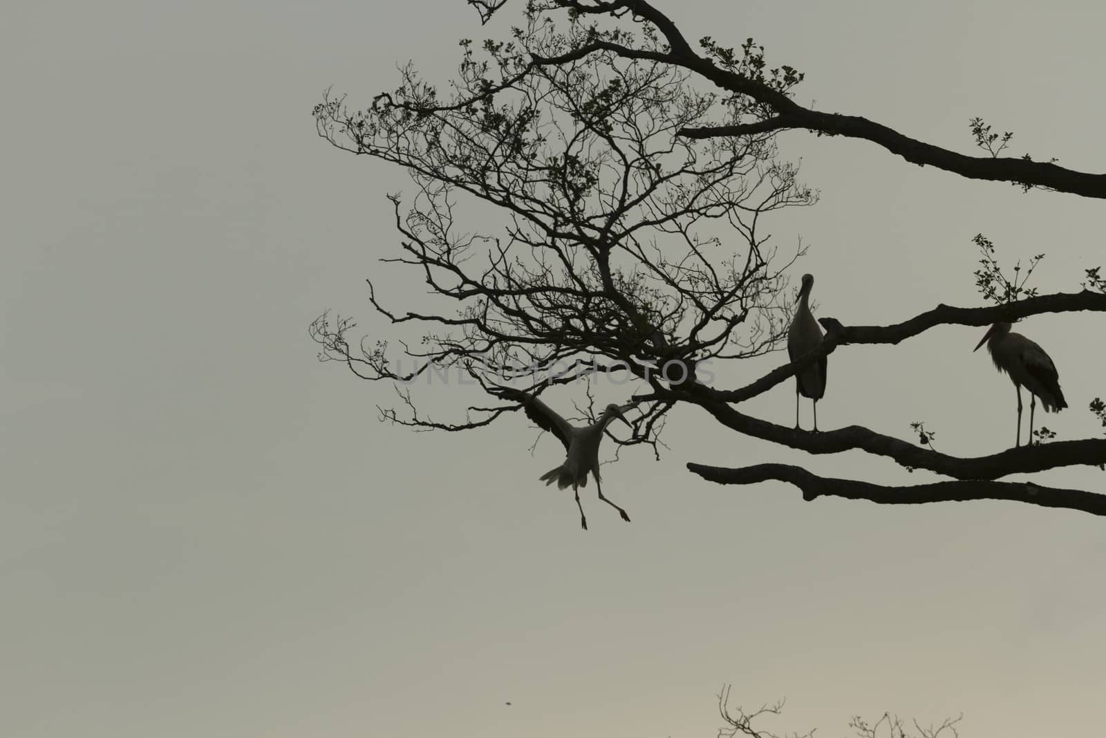 storks on green grass in sunny day, nature series