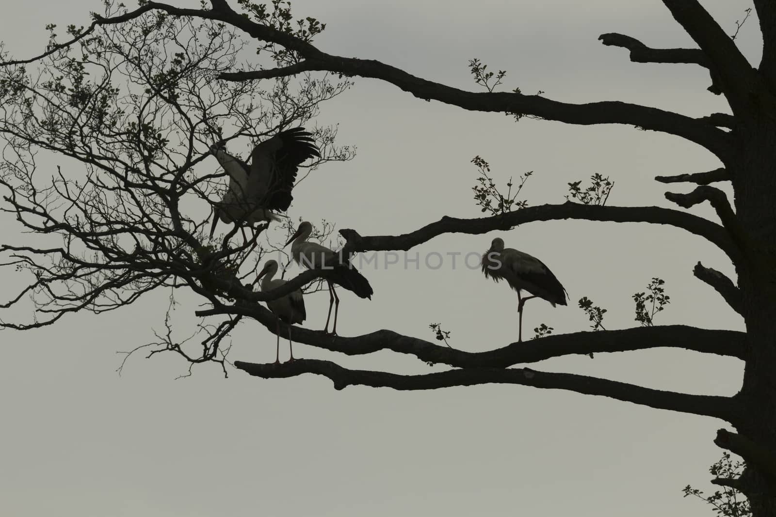 storks on green grass in sunny day, nature series