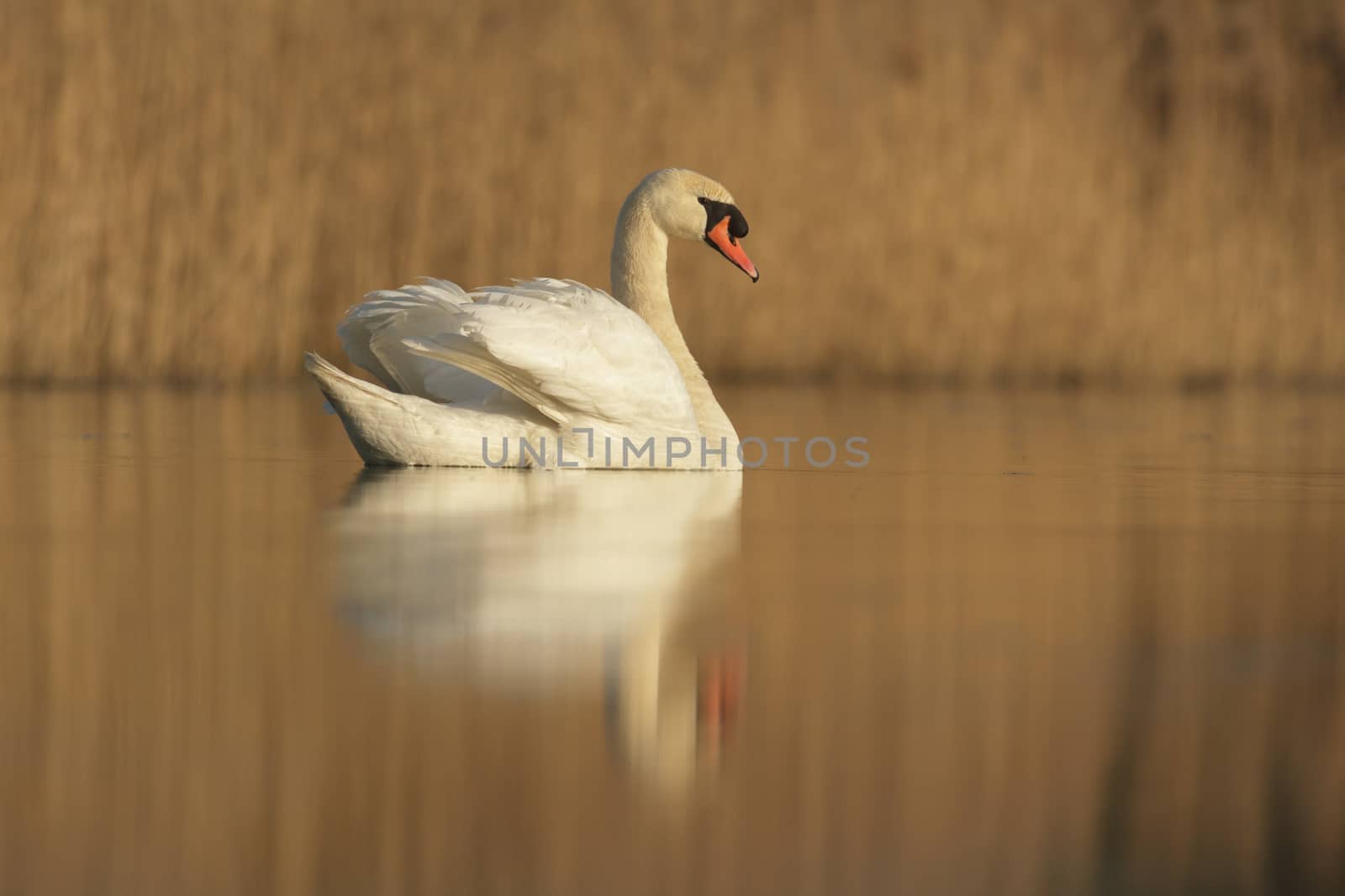 swan on blue lake in sunny day, swans on pond, nature series