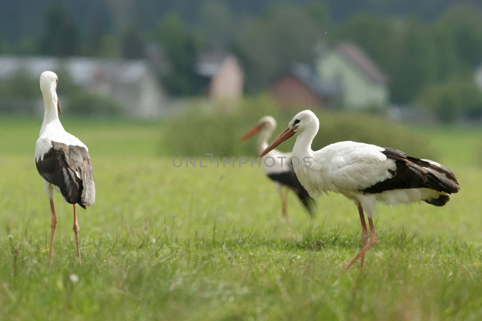 storks on green grass in sunny day, nature series
