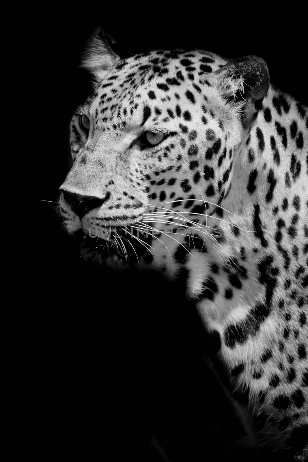 Leopard portrait by art9858