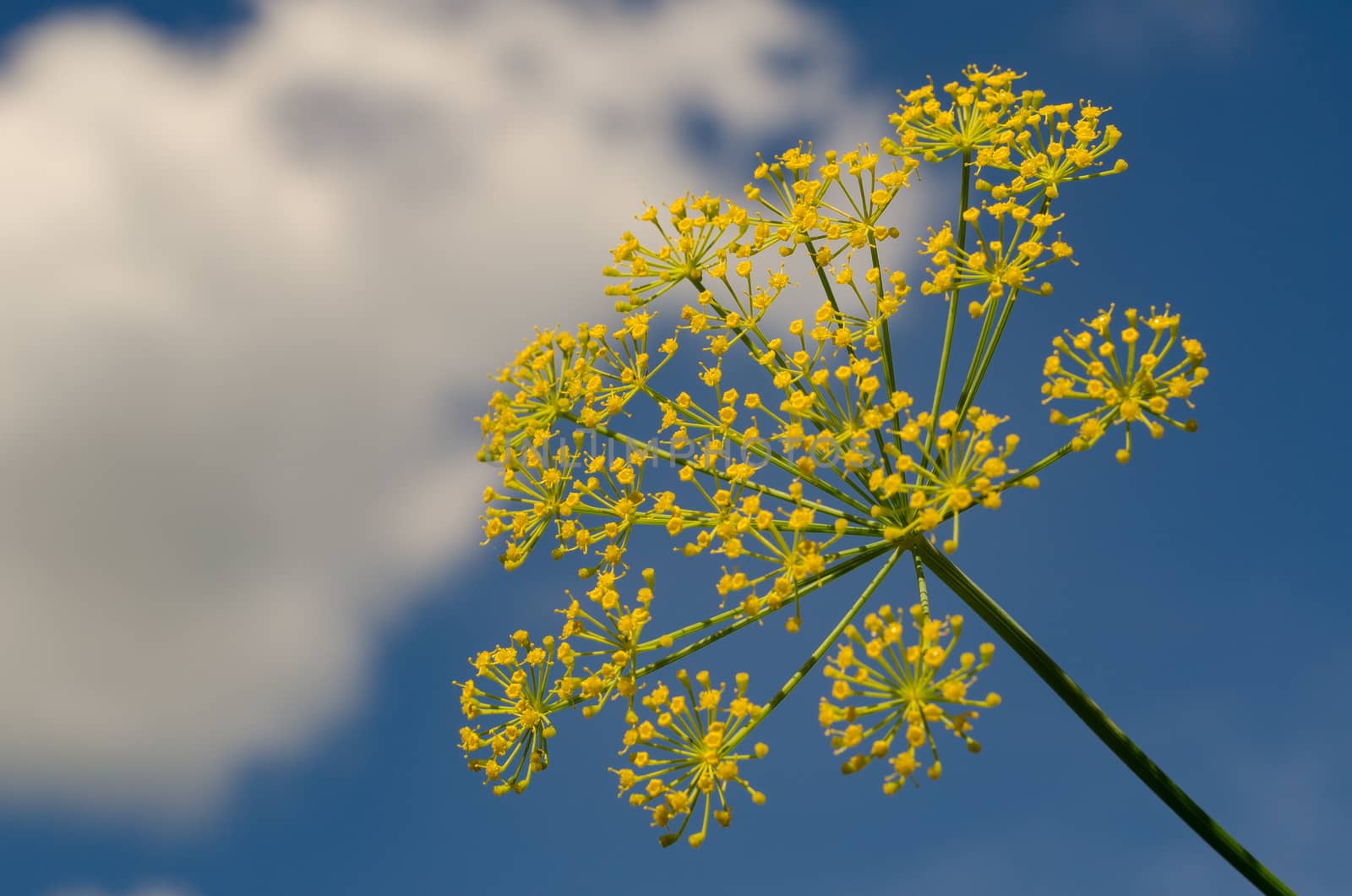 Flowering dill closeup on blue sky background