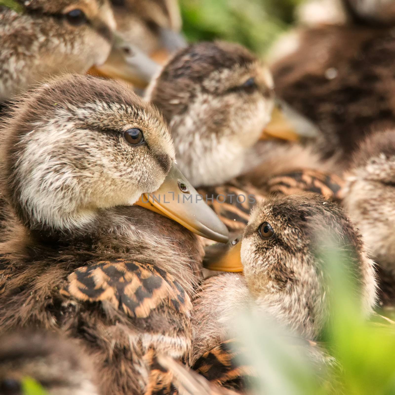 Several Ducklings Huddled Together by backyard_photography