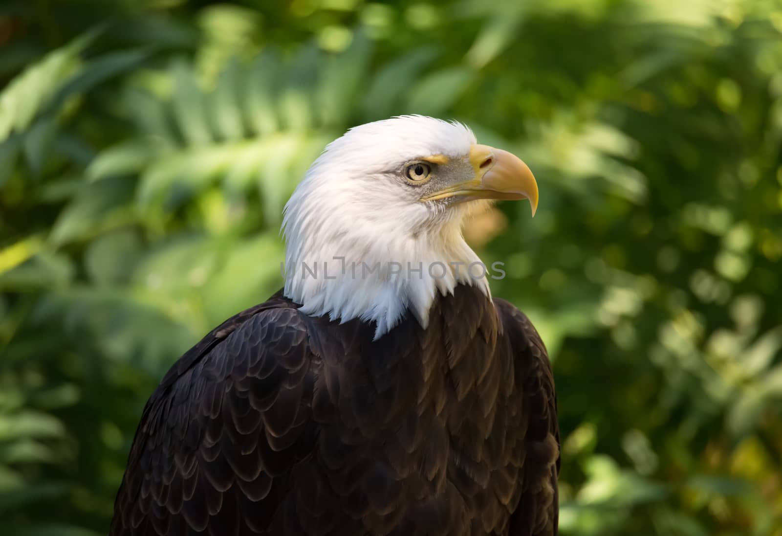 Close-up Portrait of a Bald Eagle, Green Background, Color Image, Day