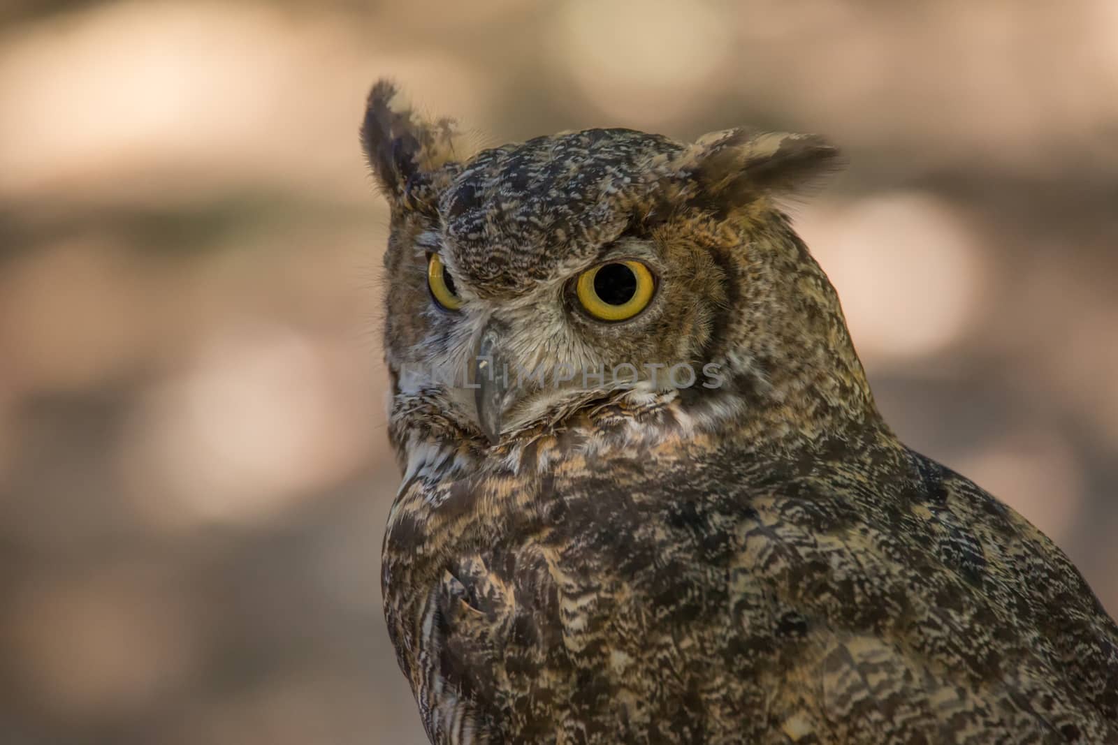 Portrait of an owl, Color Image, Day