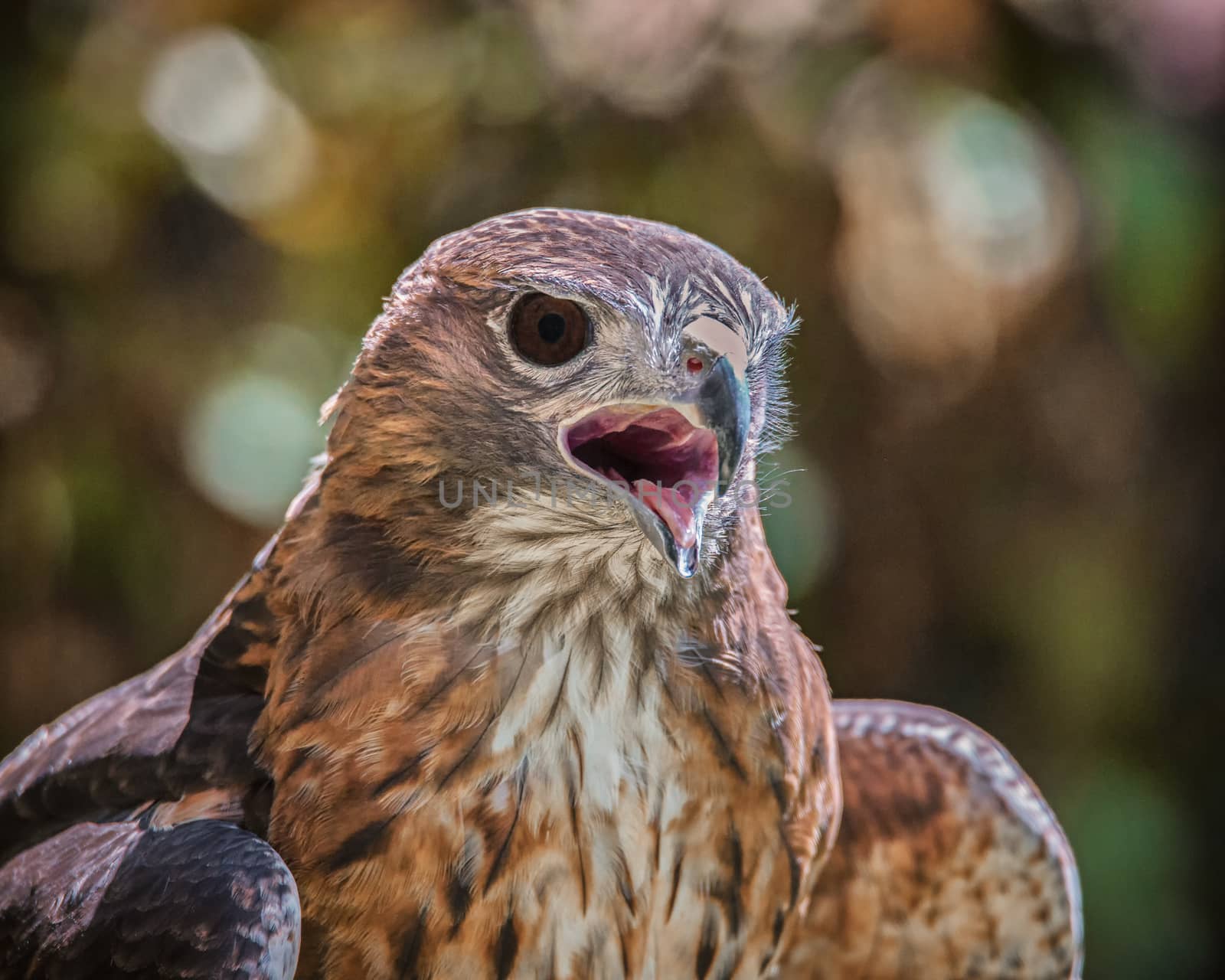 Portrait of a Raptor by backyard_photography