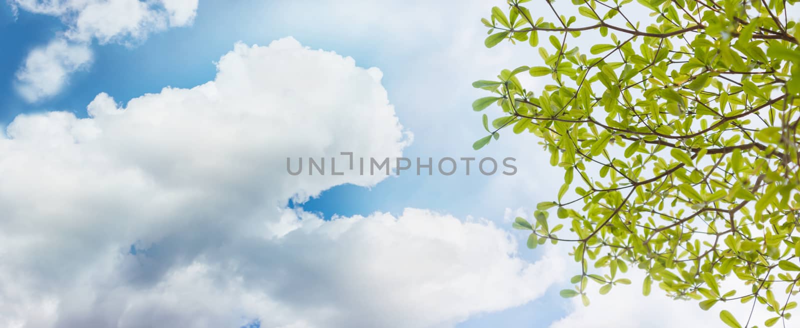 Look up view green tree bush and light blue fresh sky and clouds for background