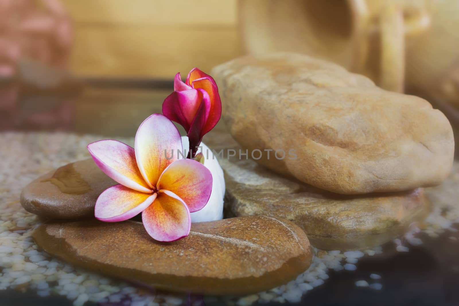 Sweet pink yellow flower plumeria or frangipani on water and pebble in boutique style with spa relax and meditation feeling and copy space