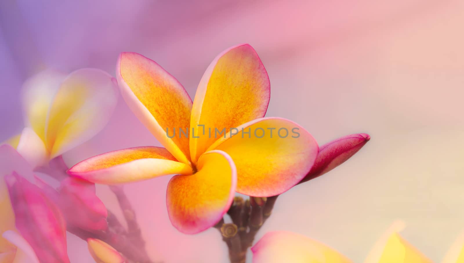 Romantic soft mood colour frangipani yellow pink flower on violet pastel background