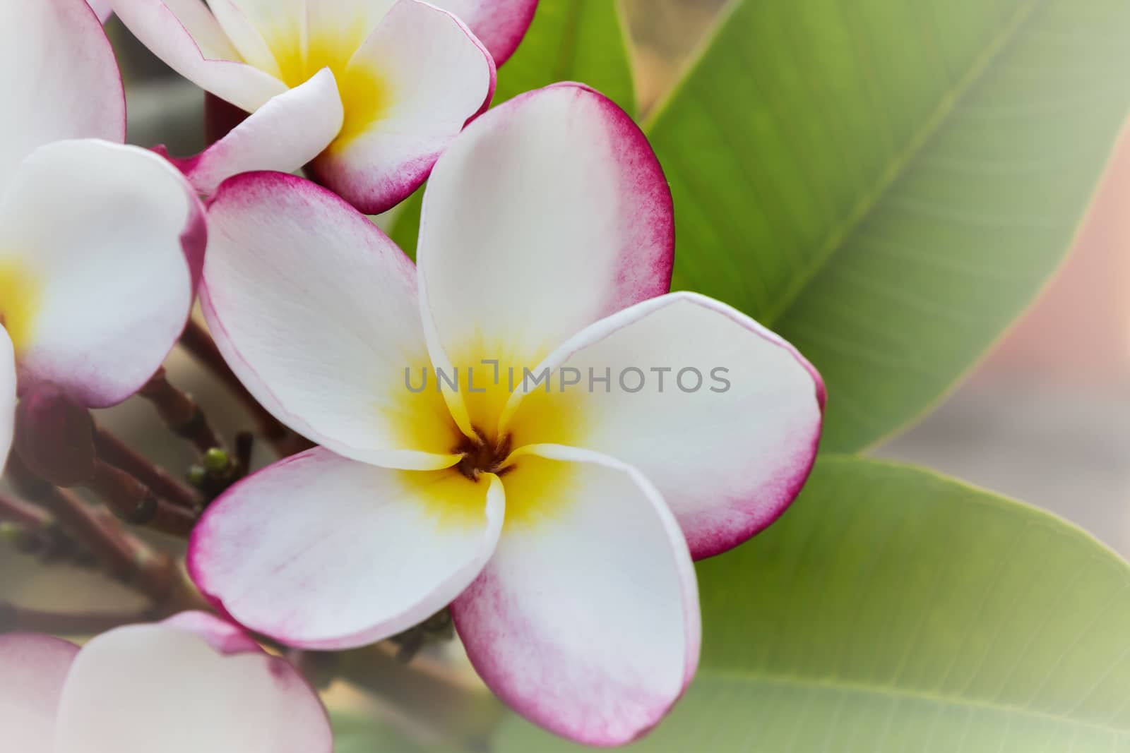 Beautiful sweet blossom pink flower plumeria bunch on tree with  happy fresh morning mood 