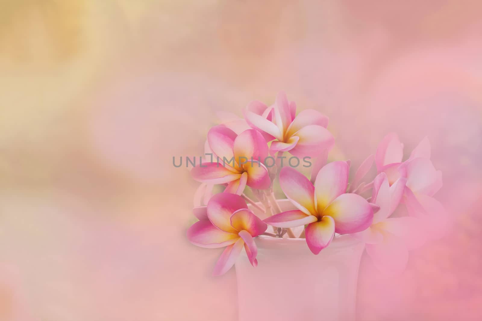 Sweet and romantic dreamy colour bunch of pink  frangrant flowers plumeria or frangipani in white classic vase